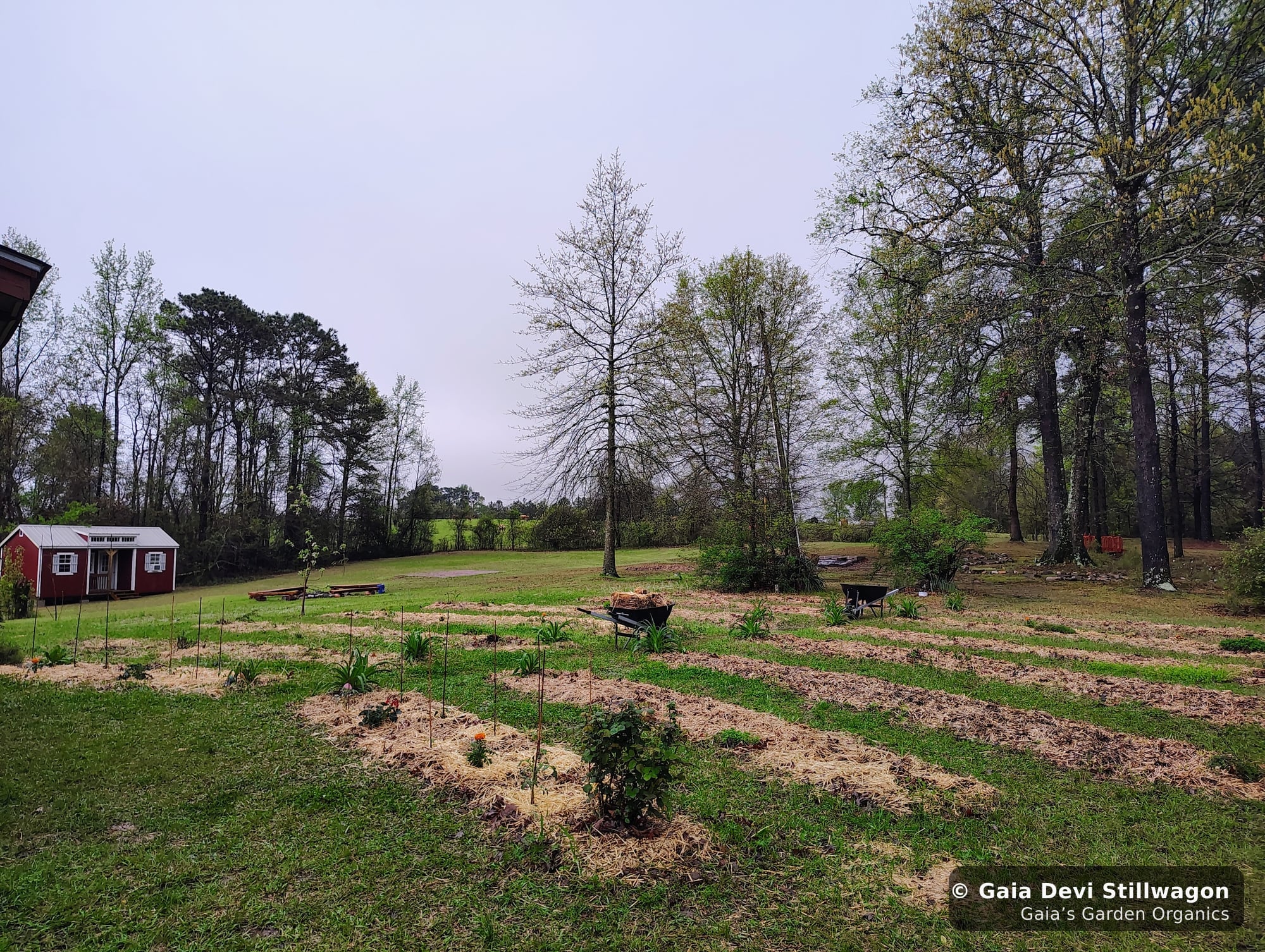 The medicinal herb garden at Gaia's Garden Organics, Umpire, Arkansas · Gaia Devi, clinical herbalist