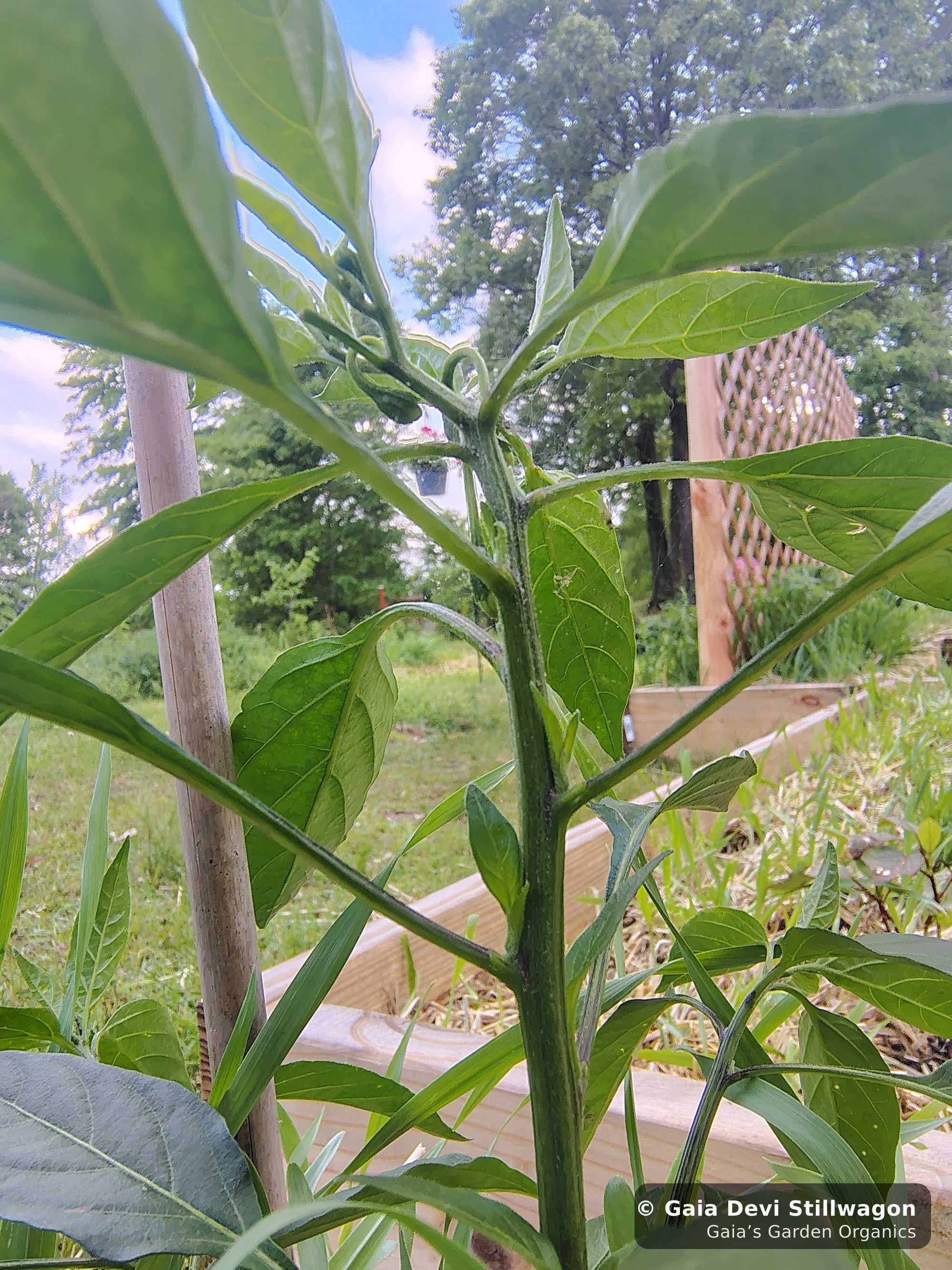 The medicinal herb garden at Gaia's Garden Organics — Umpire, Arkansas · Gaia Devi, clinical herbalist