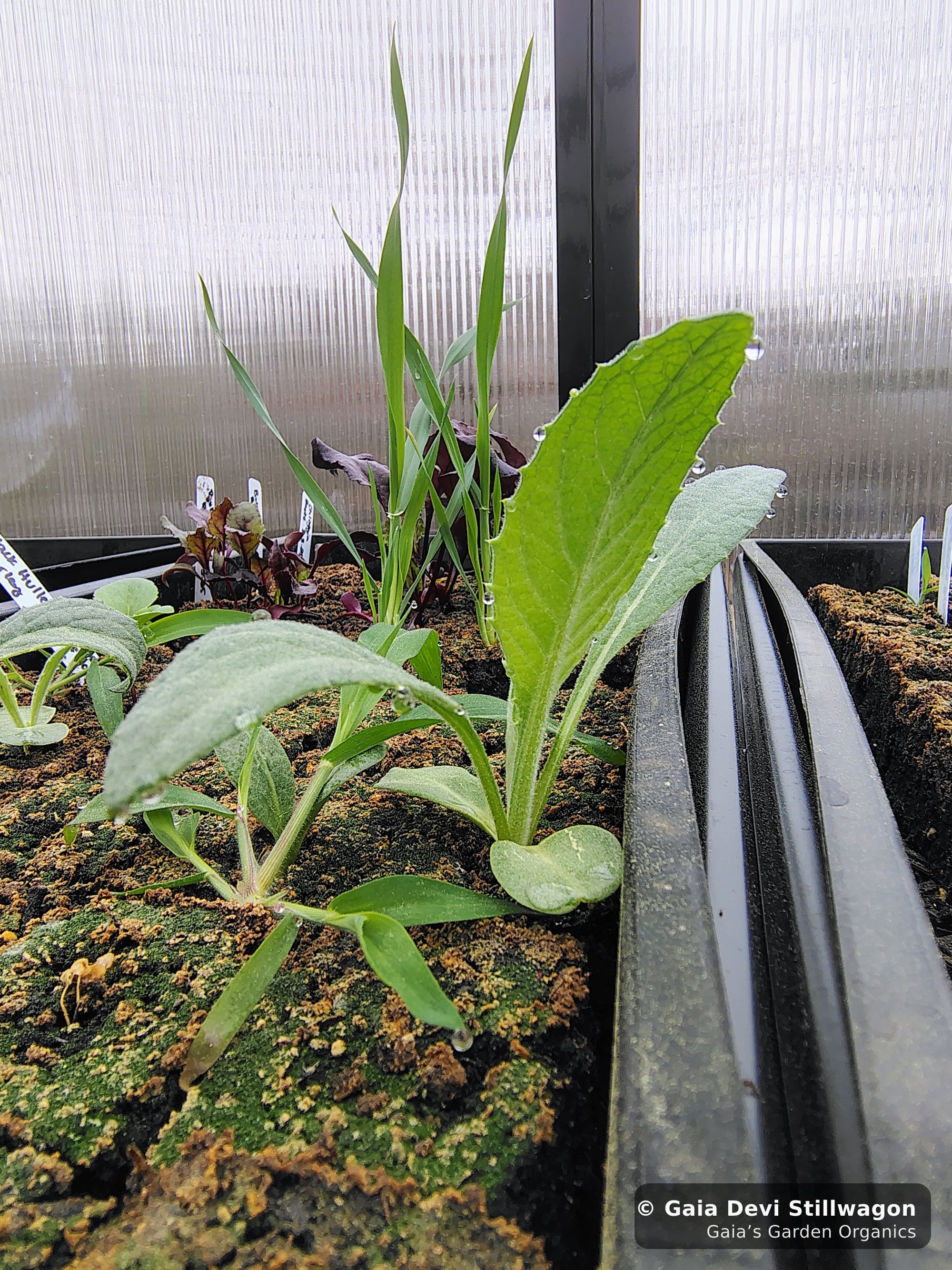 The medicinal herb garden at Gaia's Garden Organics, Umpire, Arkansas · Gaia Devi, clinical herbalist