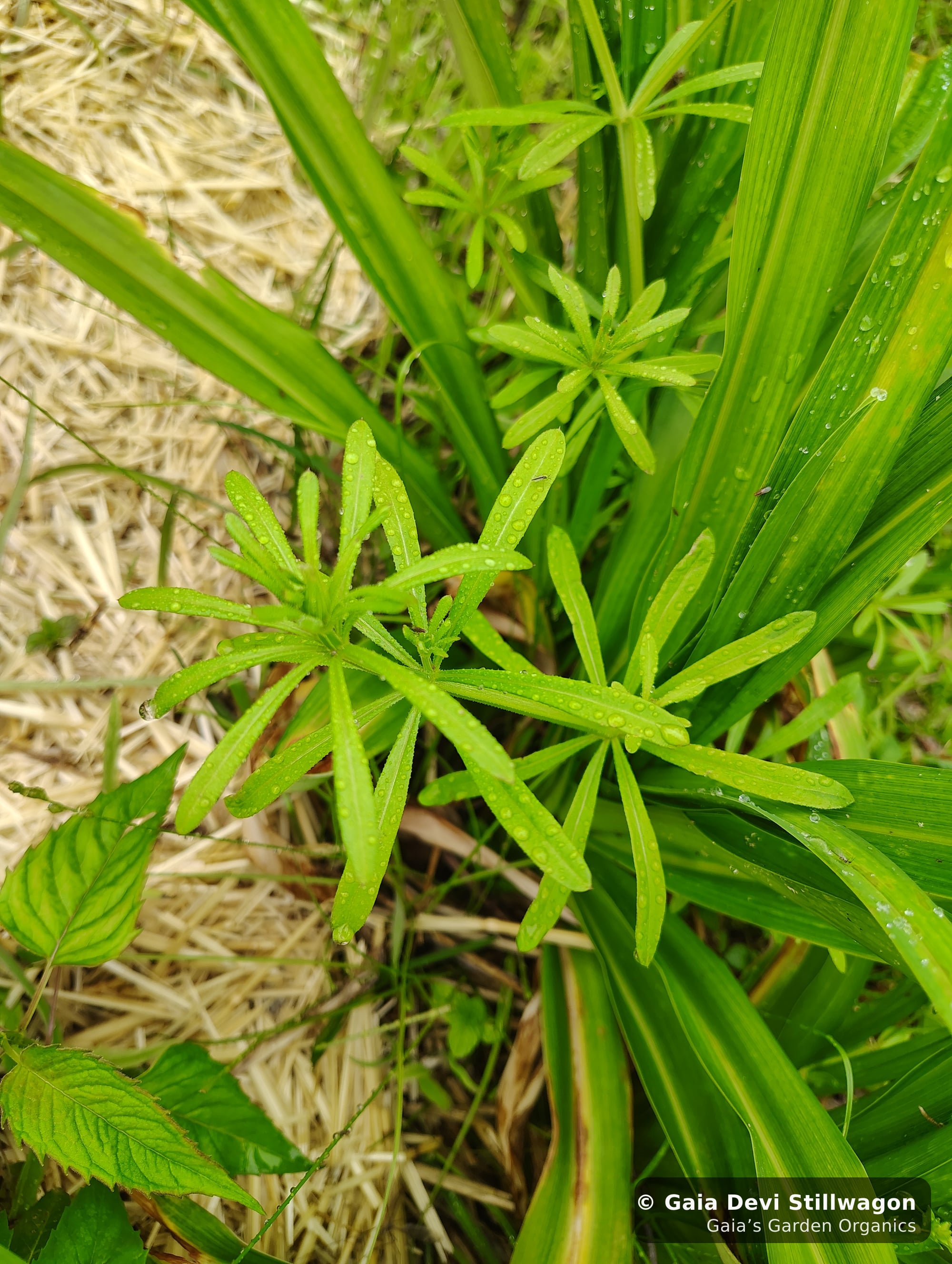 The medicinal herb garden at Gaia's Garden Organics, Umpire, Arkansas · Gaia Devi, clinical herbalist