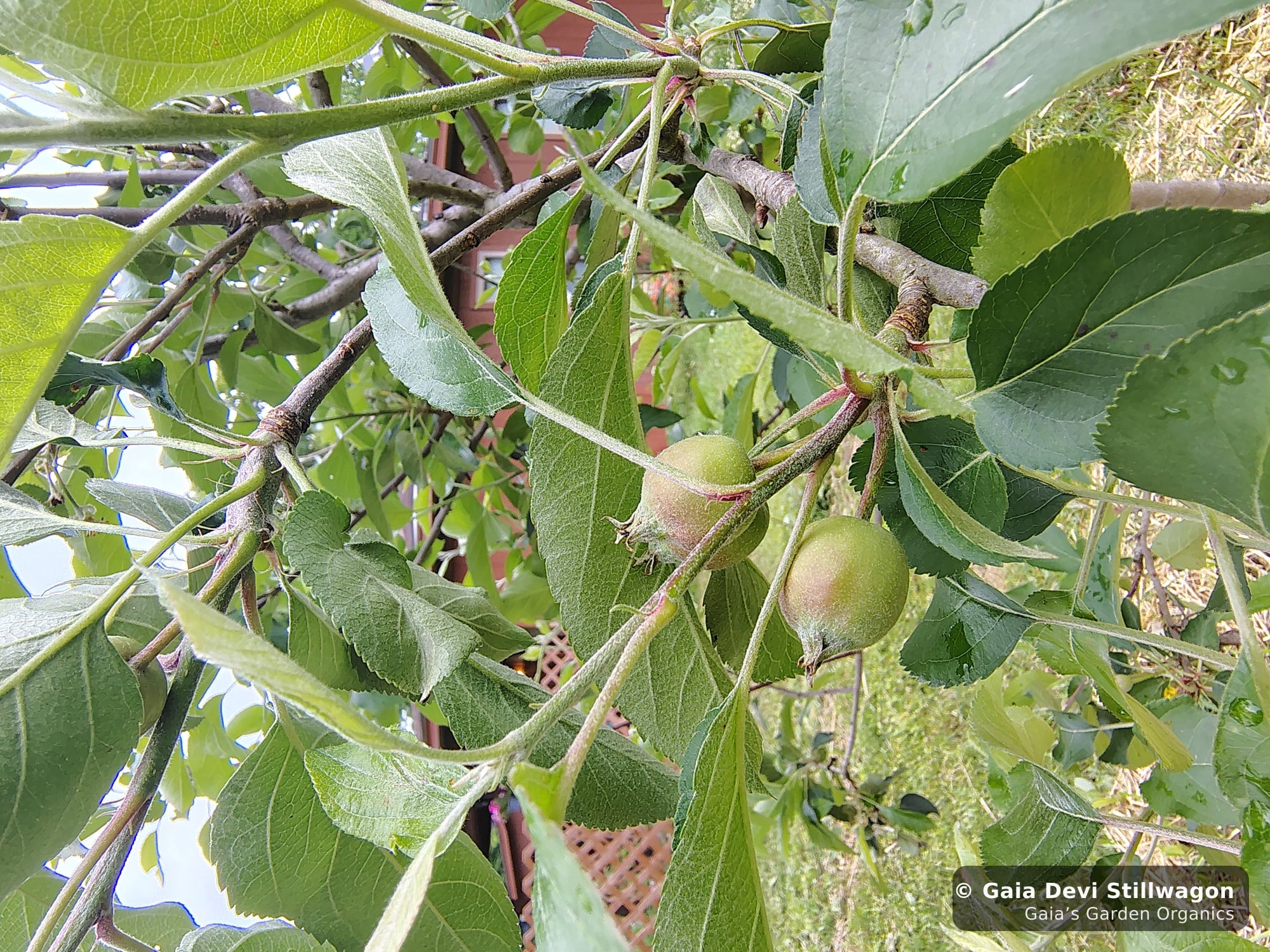 The medicinal herb garden at Gaia's Garden Organics — Umpire, Arkansas · Gaia Devi, clinical herbalist