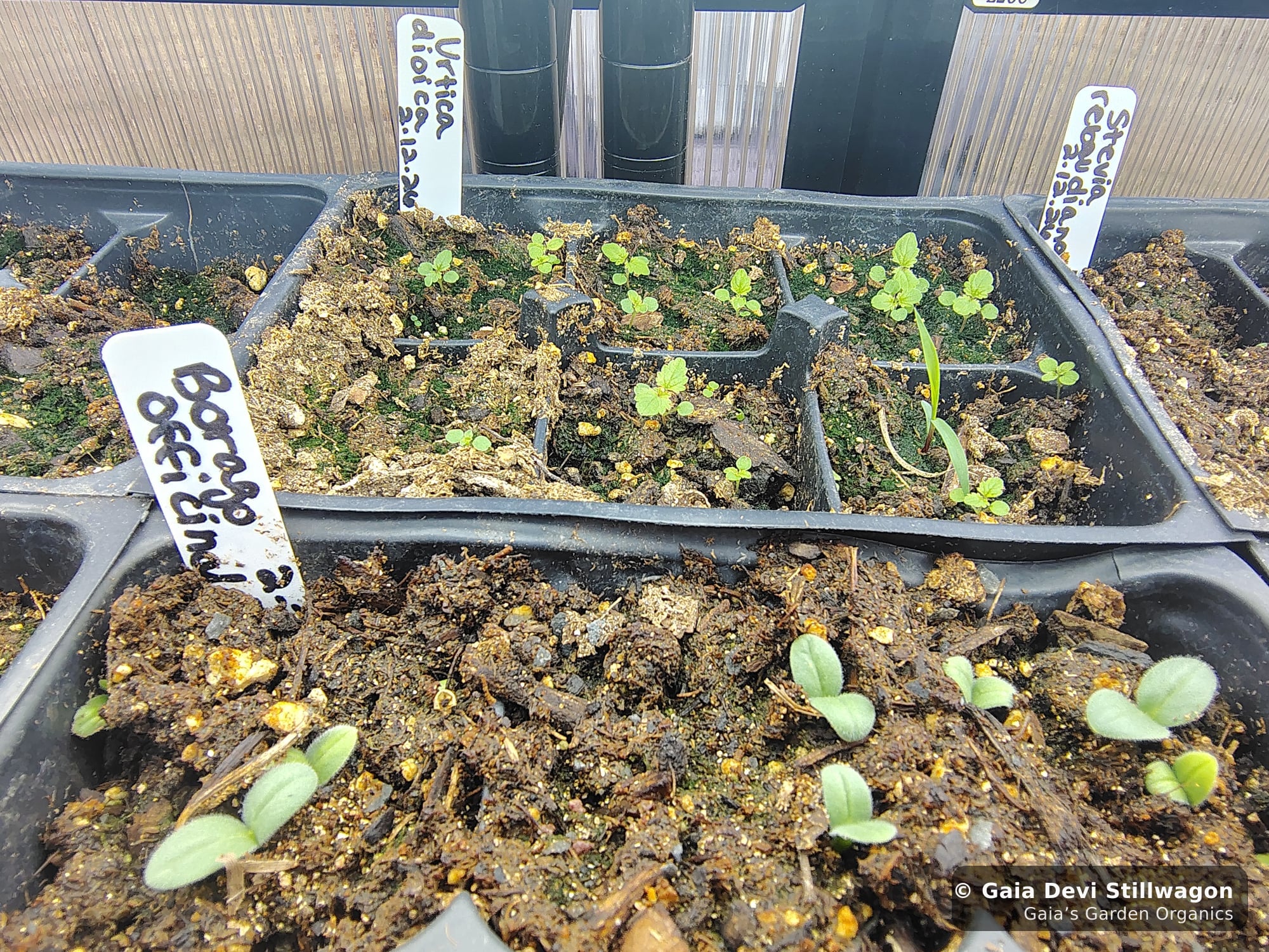 The medicinal herb garden at Gaia's Garden Organics, Umpire, Arkansas · Gaia Devi, clinical herbalist