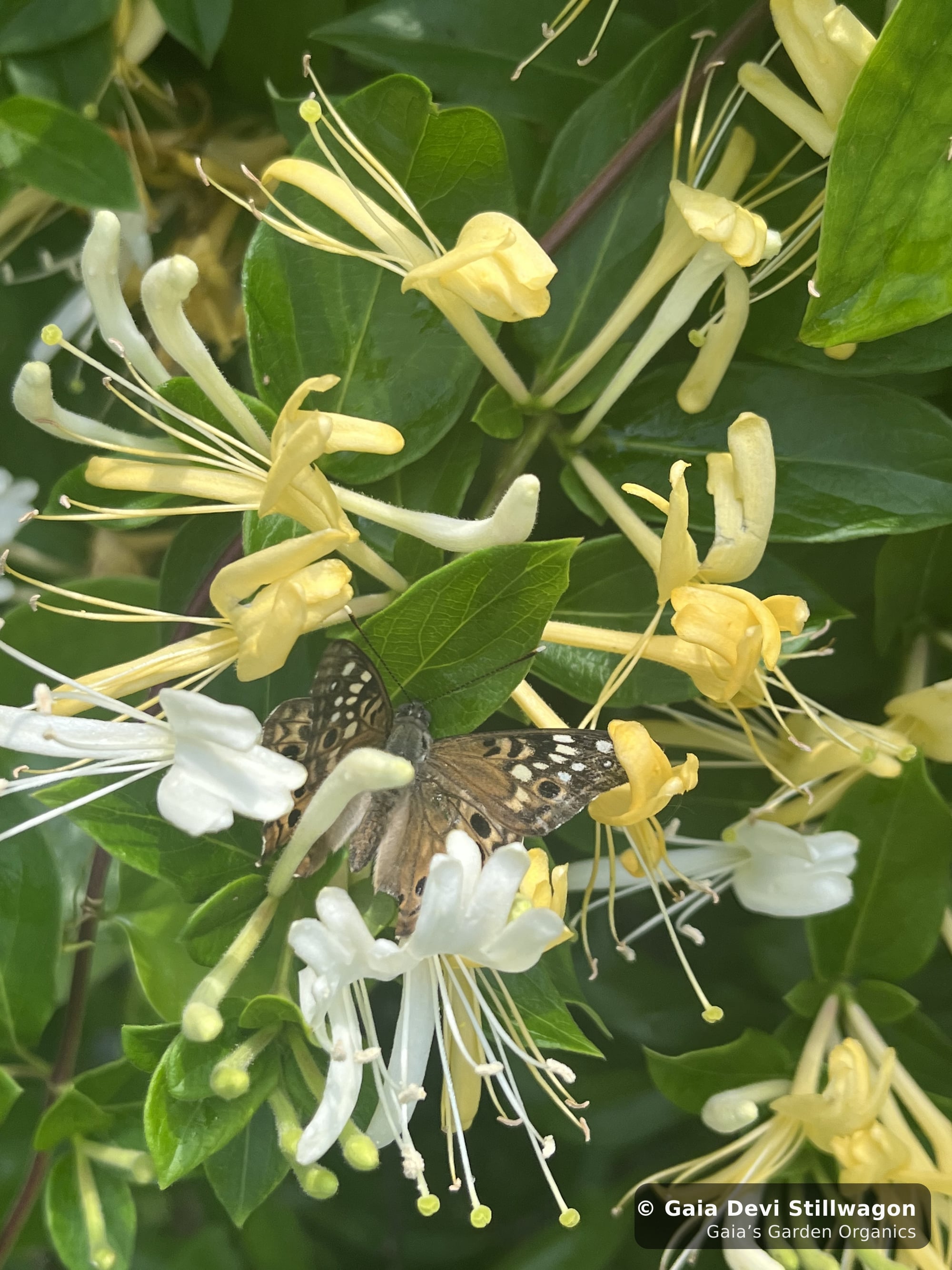 The medicinal herb garden at Gaia's Garden Organics, Umpire, Arkansas · Gaia Devi, clinical herbalist