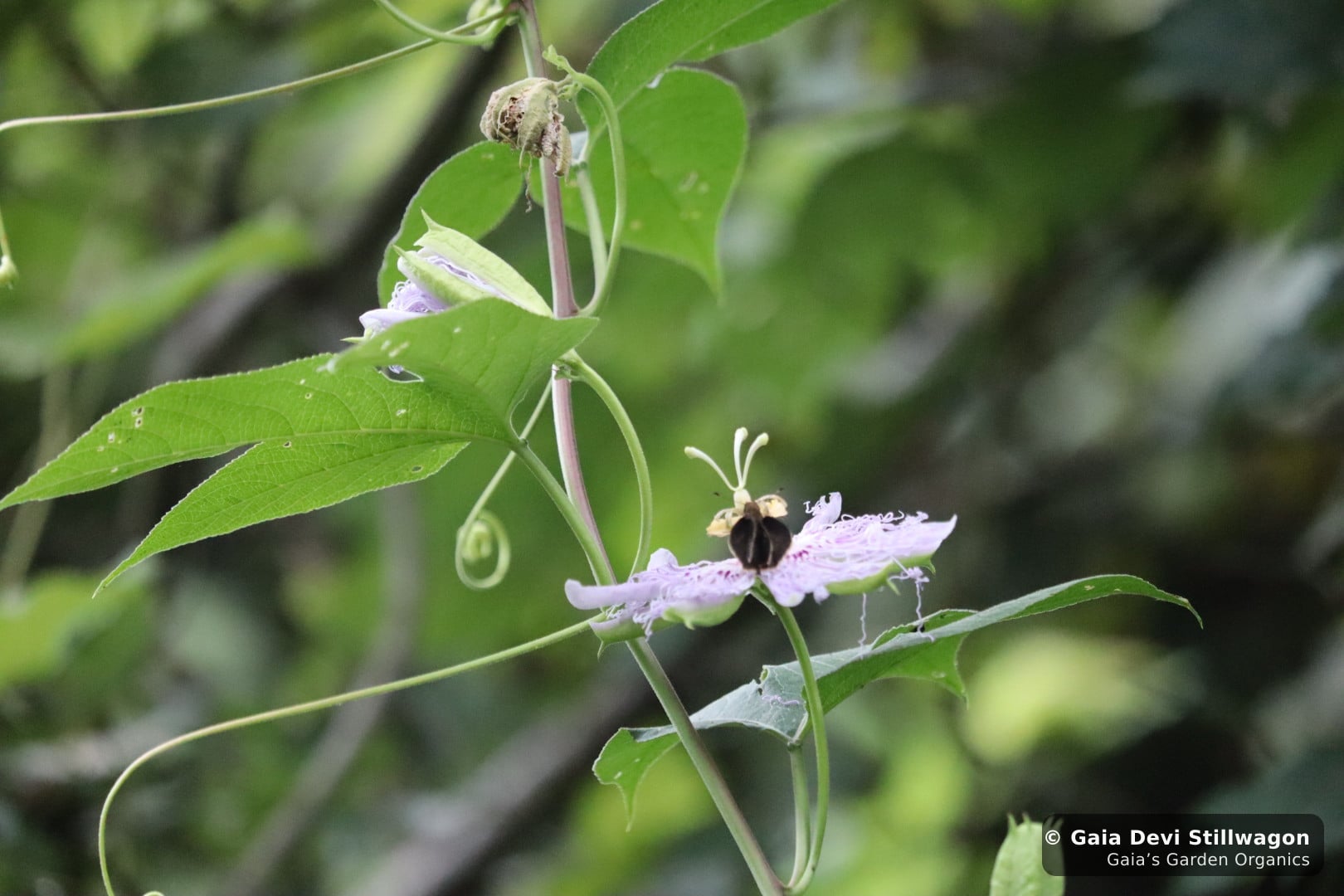A single wild passionflower (Passiflora incarnata) bloom at Gaia's Garden in Umpire, Arkansas, flower lifted above broad lobed leaves