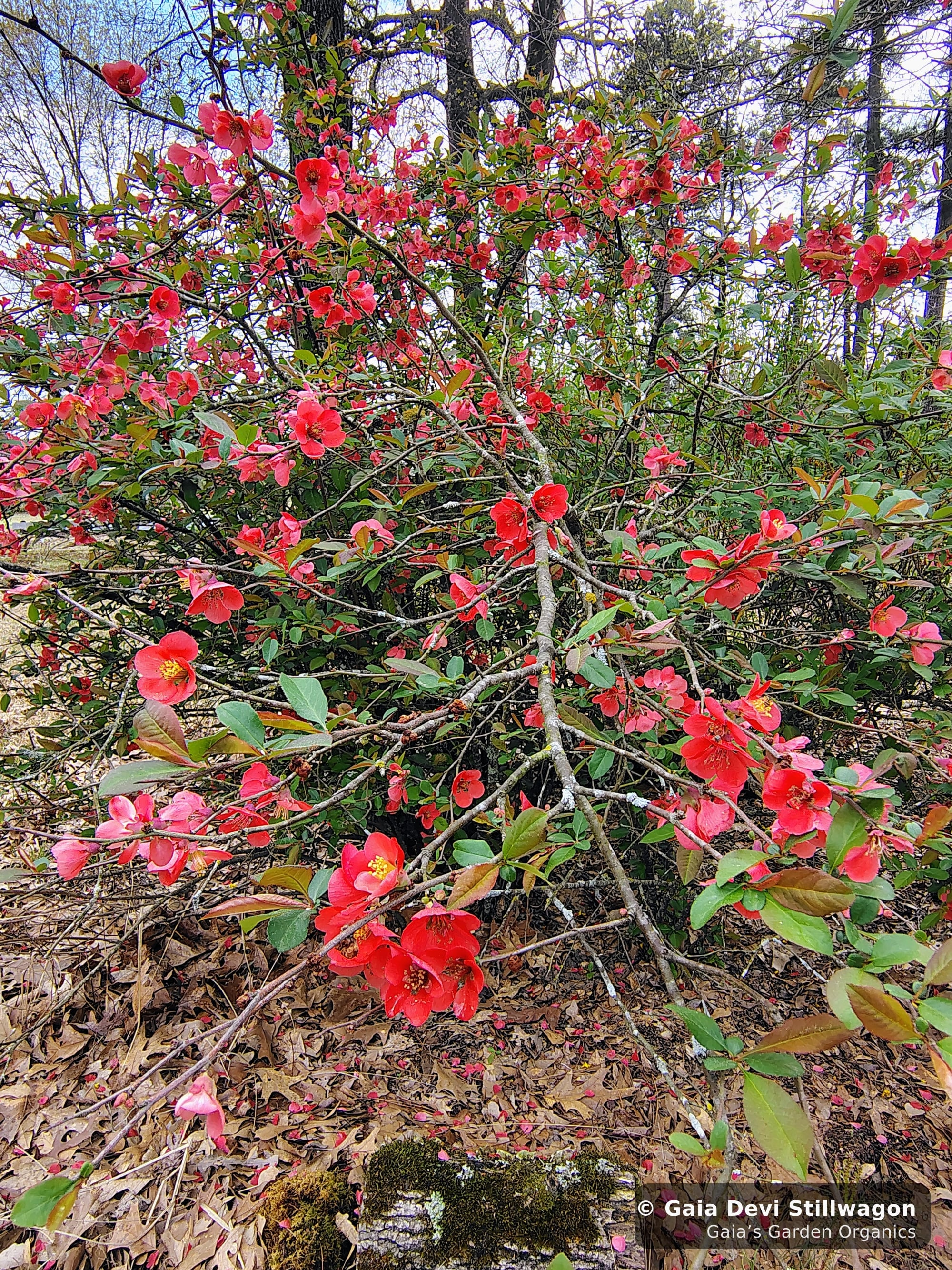 The medicinal herb garden at Gaia's Garden Organics, Umpire, Arkansas · Gaia Devi, clinical herbalist