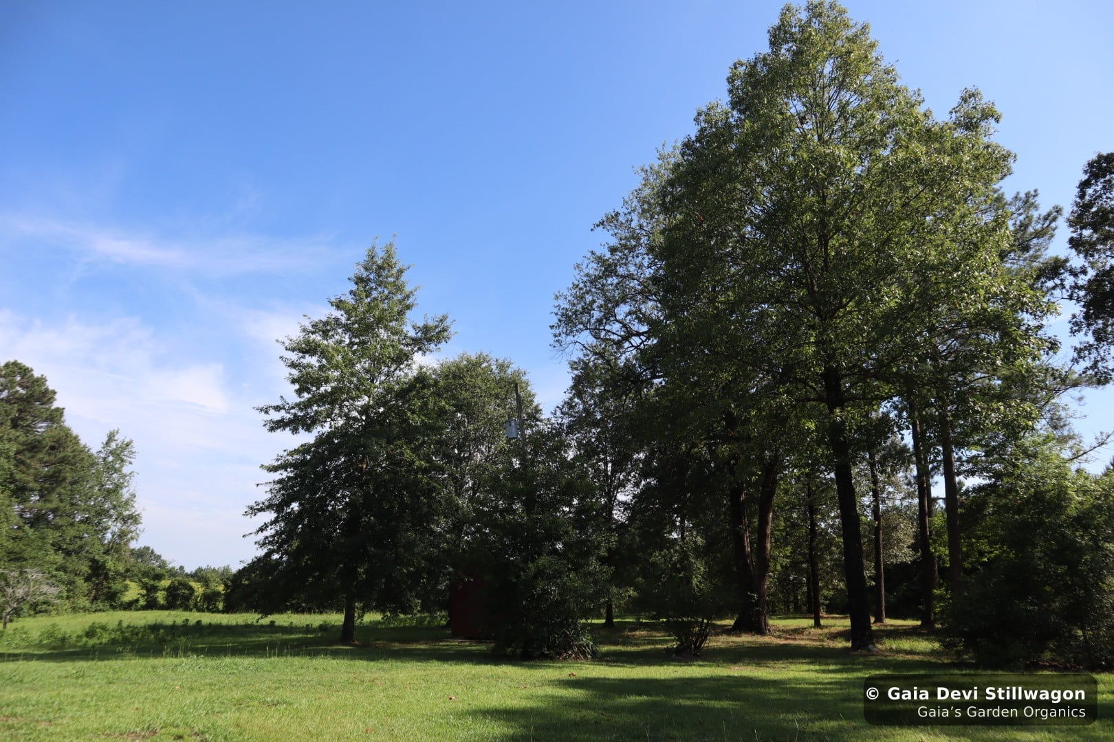 The medicinal herb garden at Gaia's Garden Organics, Umpire, Arkansas · Gaia Devi, clinical herbalist