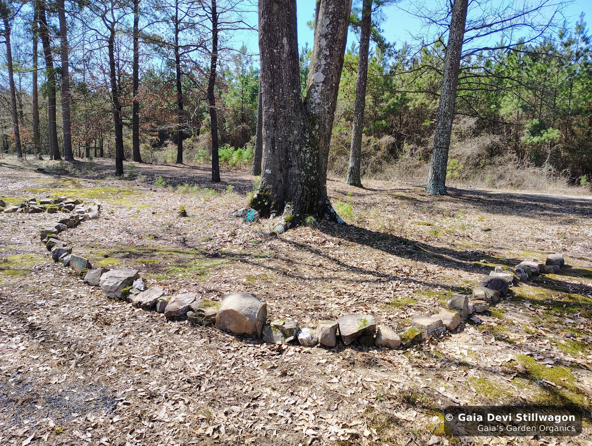The medicinal herb garden at Gaia's Garden Organics, Umpire, Arkansas · Gaia Devi, clinical herbalist