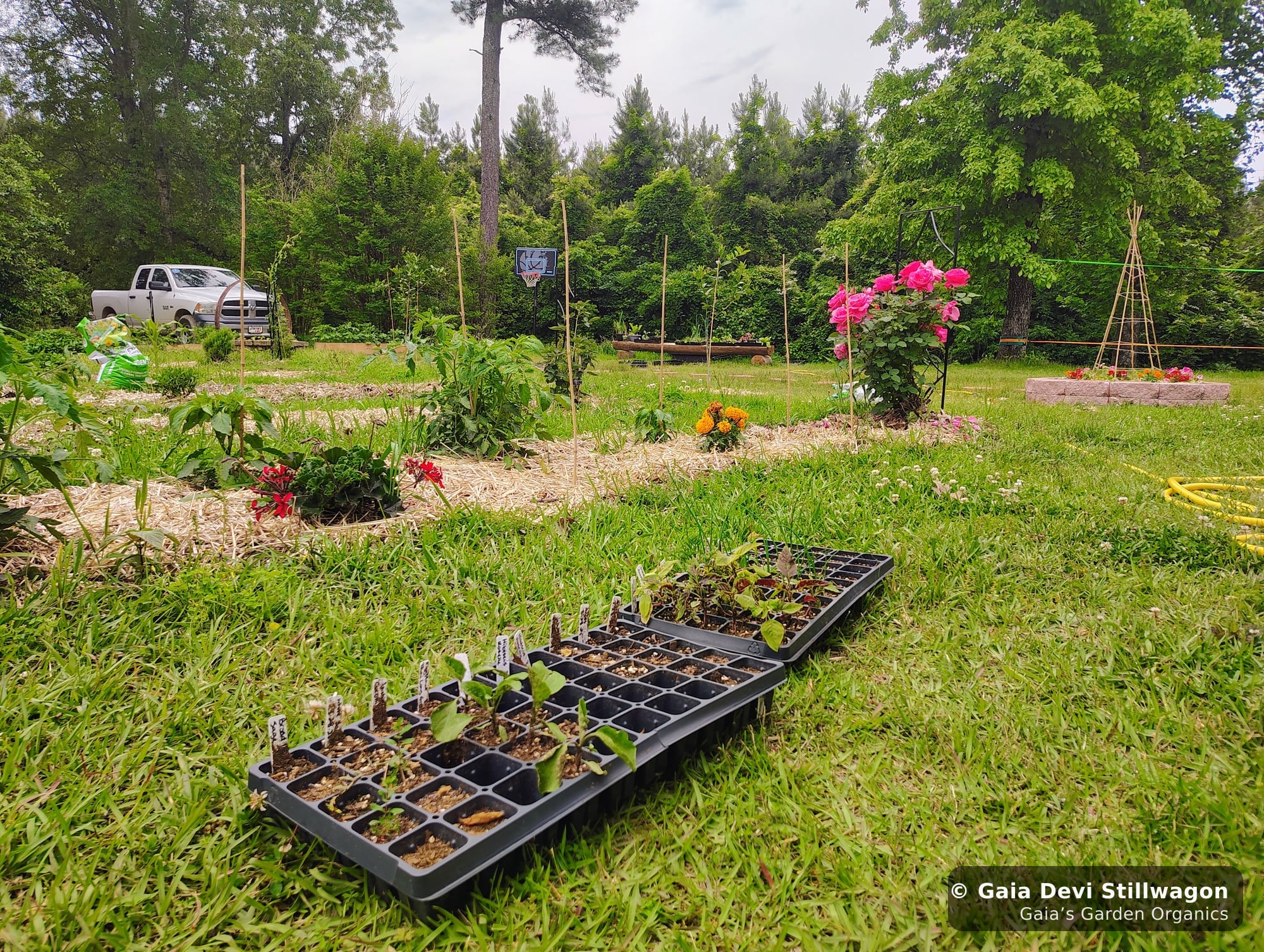 The medicinal herb garden at Gaia's Garden Organics, Umpire, Arkansas · Gaia Devi, clinical herbalist