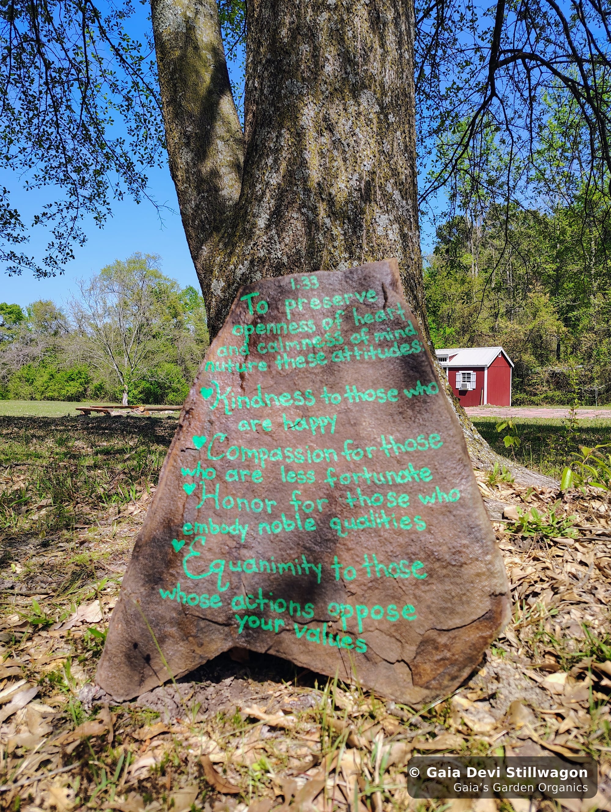 The medicinal herb garden at Gaia's Garden Organics, Umpire, Arkansas · Gaia Devi, clinical herbalist