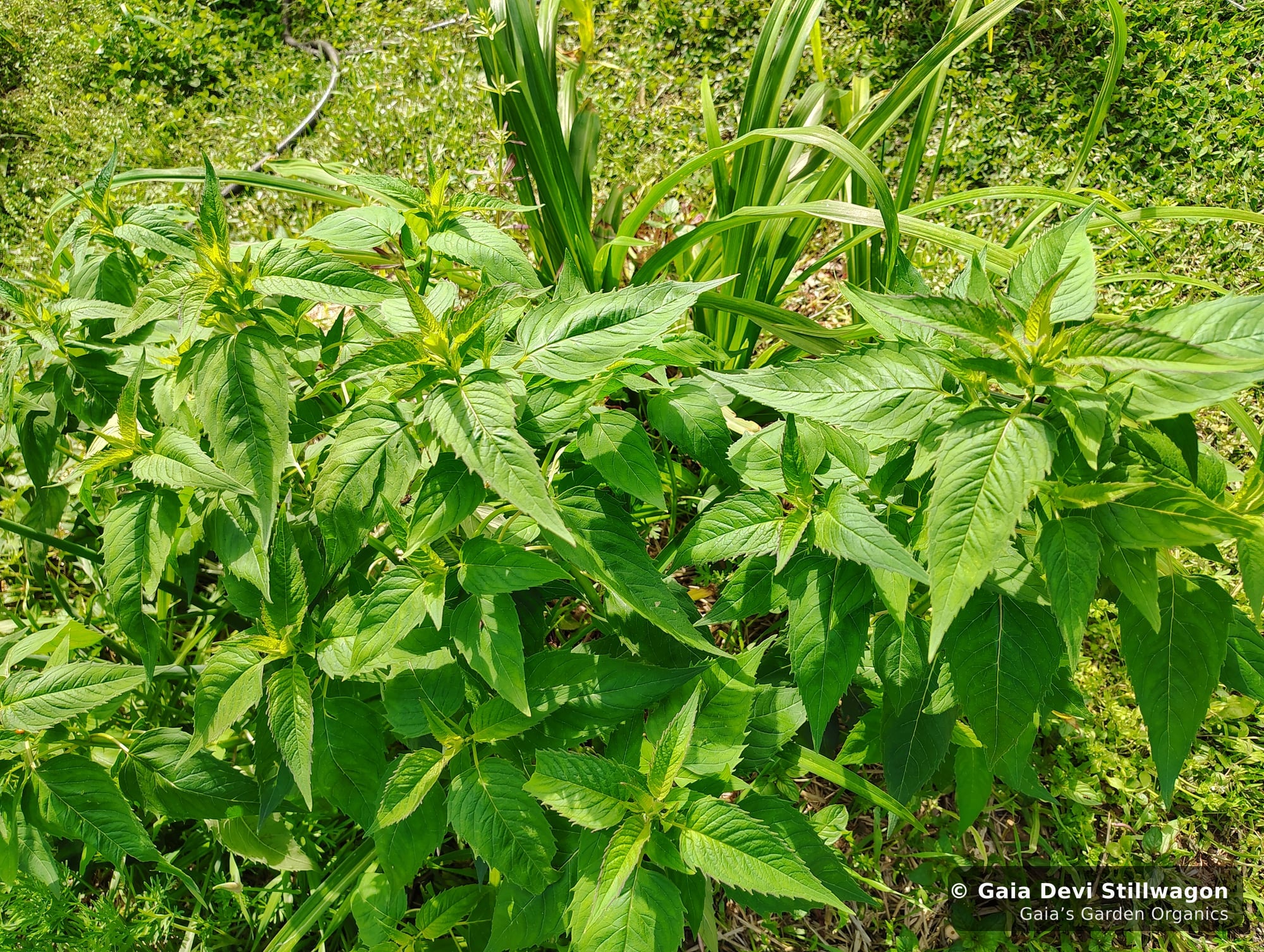 The medicinal herb garden at Gaia's Garden Organics, Umpire, Arkansas · Gaia Devi, clinical herbalist