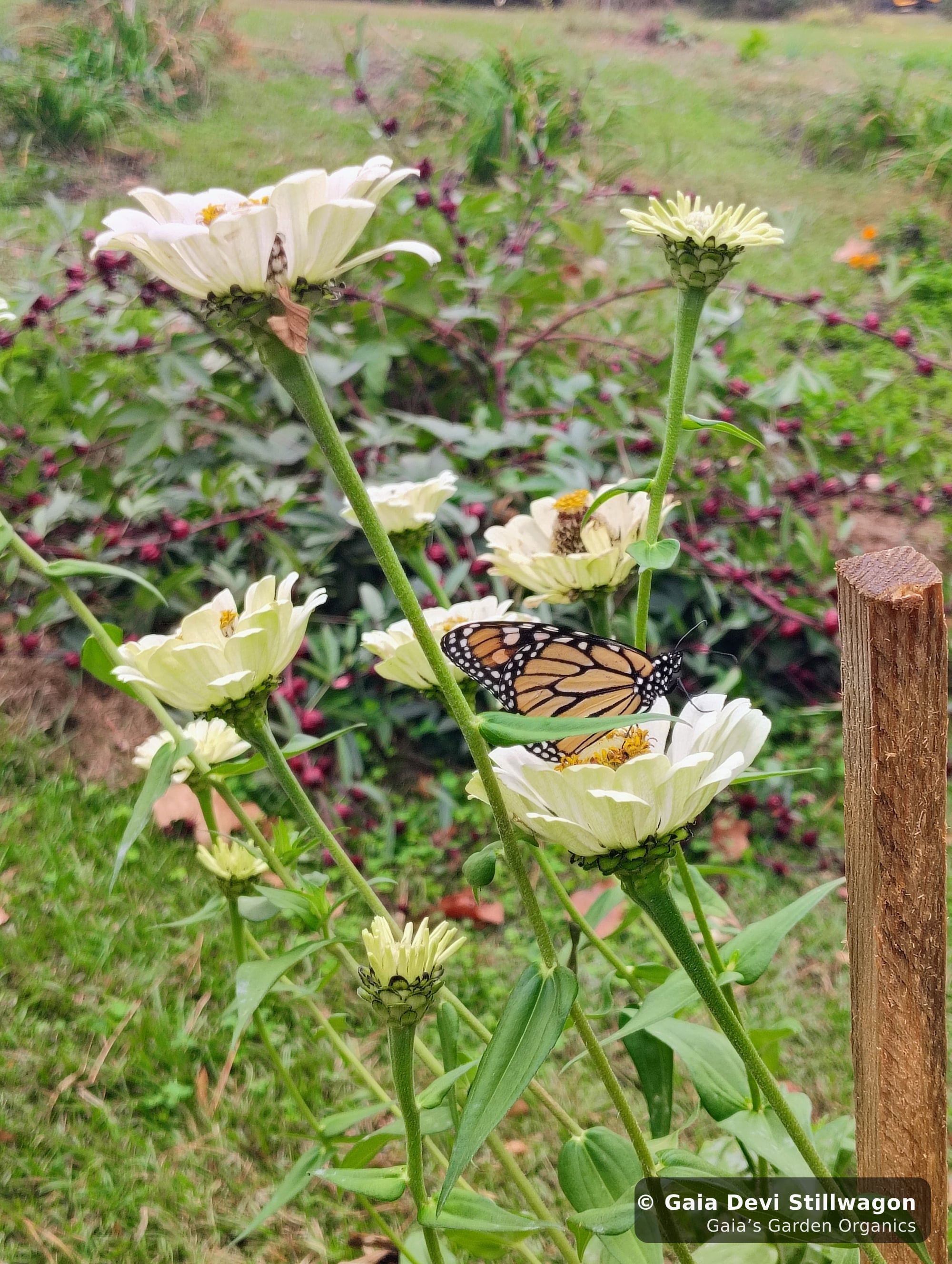 The medicinal herb garden at Gaia's Garden Organics, Umpire, Arkansas · Gaia Devi, clinical herbalist