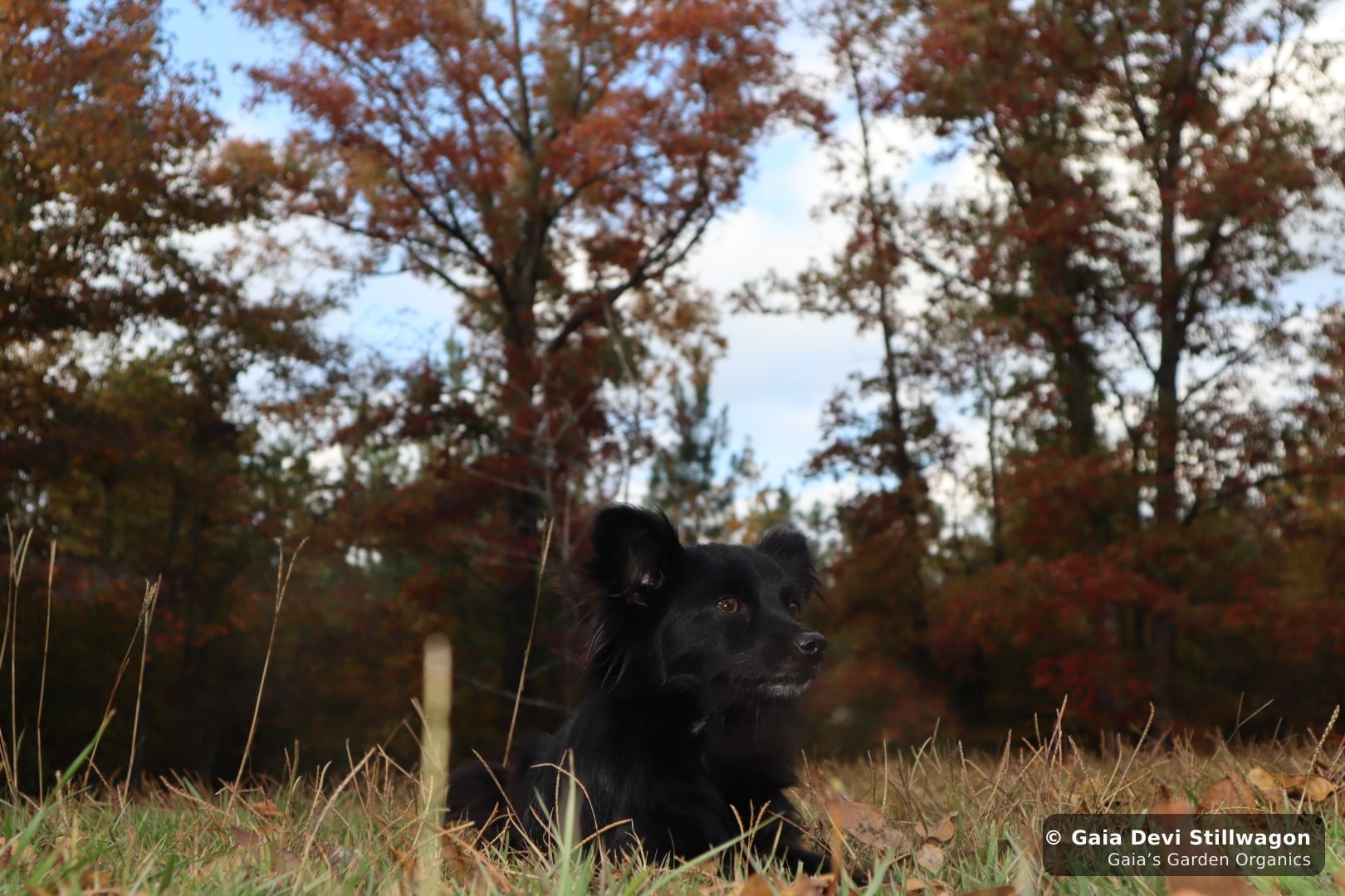 Onyx, our 5-pound applehead Chihuahua, lies calmly in autumn grass at Gaia's Garden in Umpire, Arkansas, an everyday flower-essence dog at home