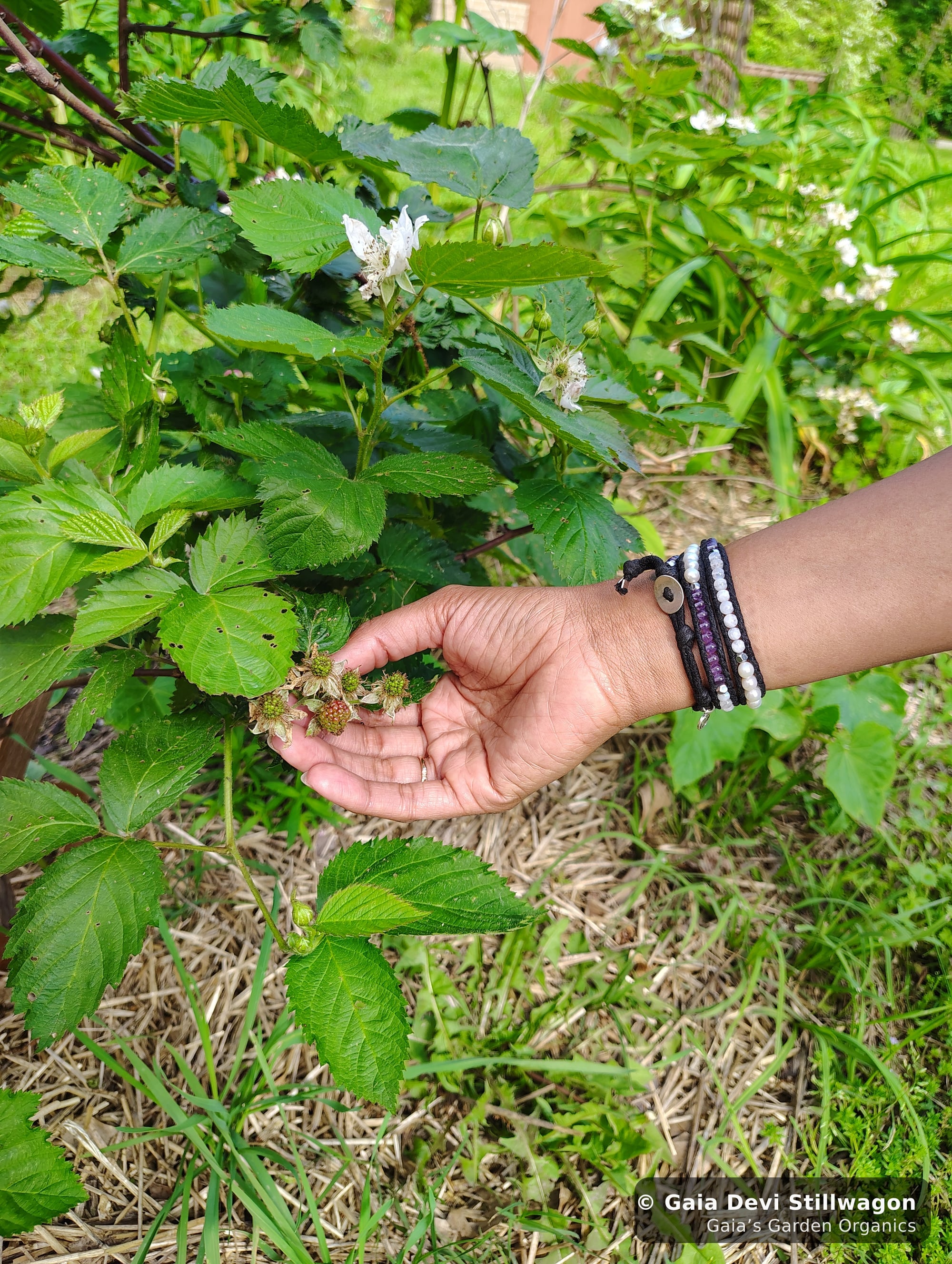 The medicinal herb garden at Gaia's Garden Organics, Umpire, Arkansas · Gaia Devi, clinical herbalist