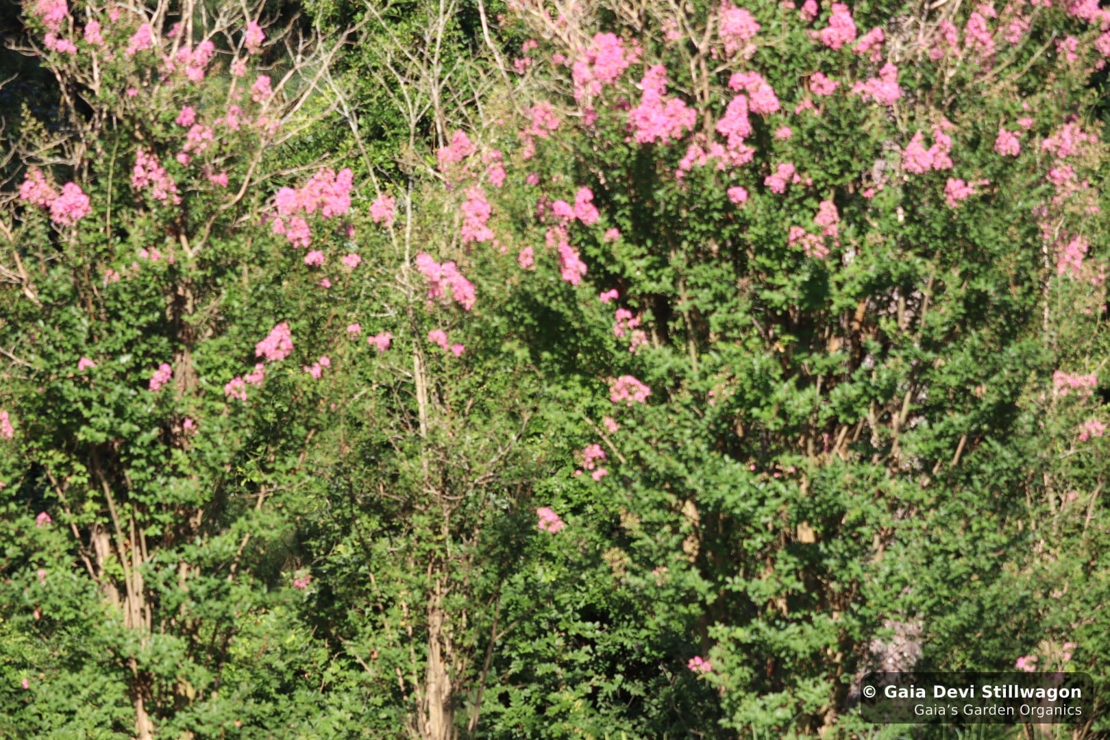 Pink flowering shrubs in dense panicle bloom along the woodland edge of Gaia's property in Umpire, Arkansas