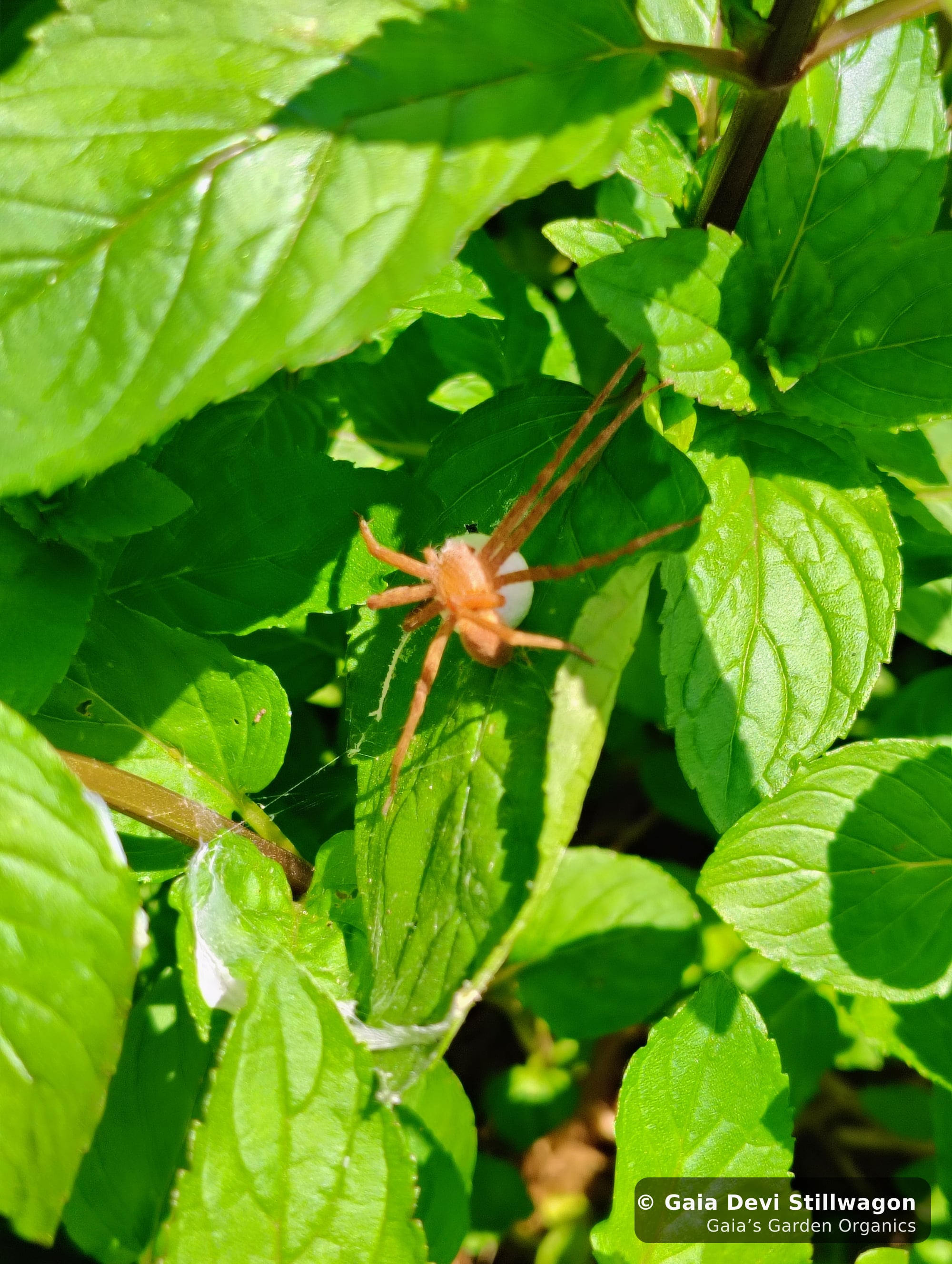 The medicinal herb garden at Gaia's Garden Organics, Umpire, Arkansas · Gaia Devi, clinical herbalist