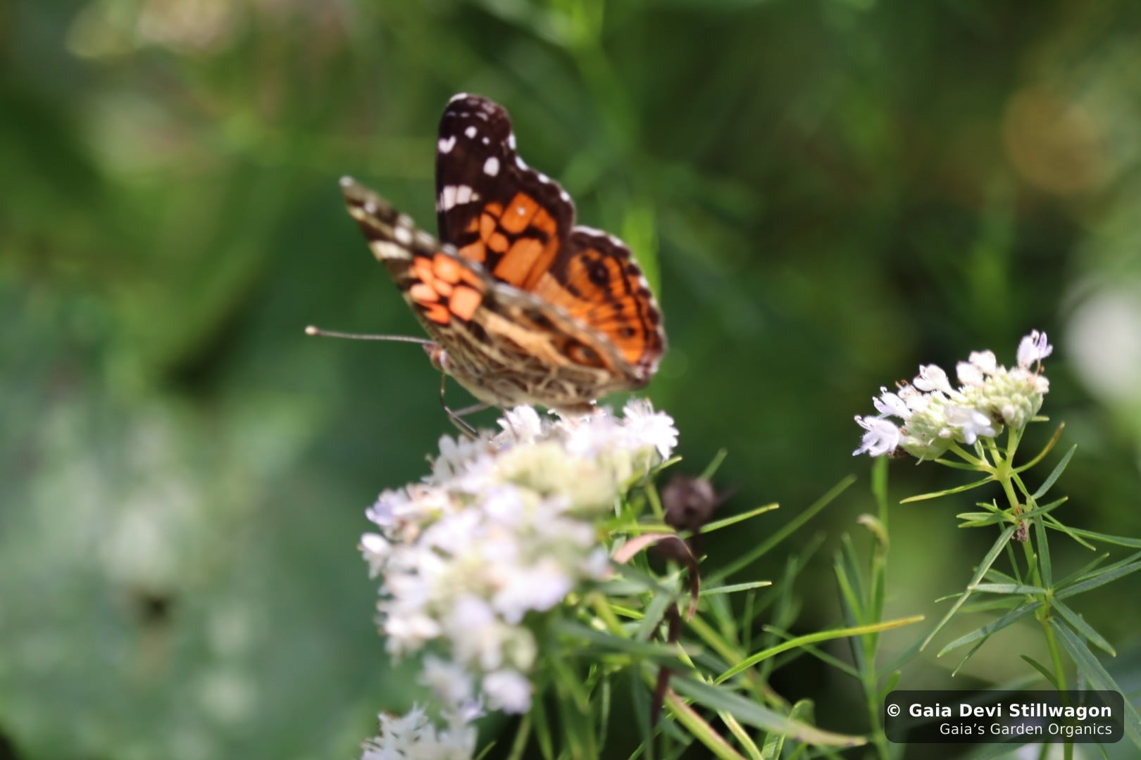 The medicinal herb garden at Gaia's Garden Organics, Umpire, Arkansas · Gaia Devi, clinical herbalist