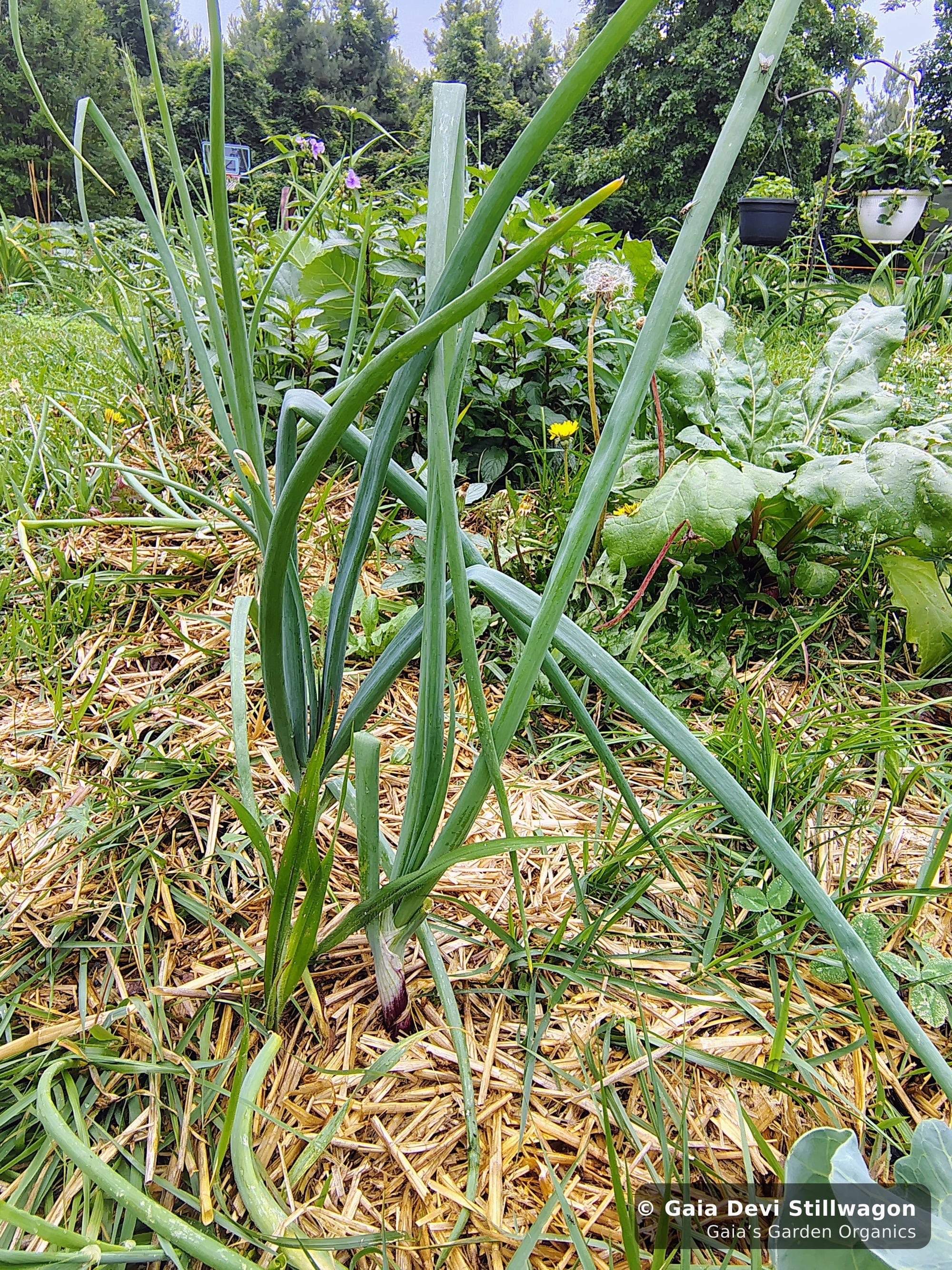 The medicinal herb garden at Gaia's Garden Organics, Umpire, Arkansas · Gaia Devi, clinical herbalist