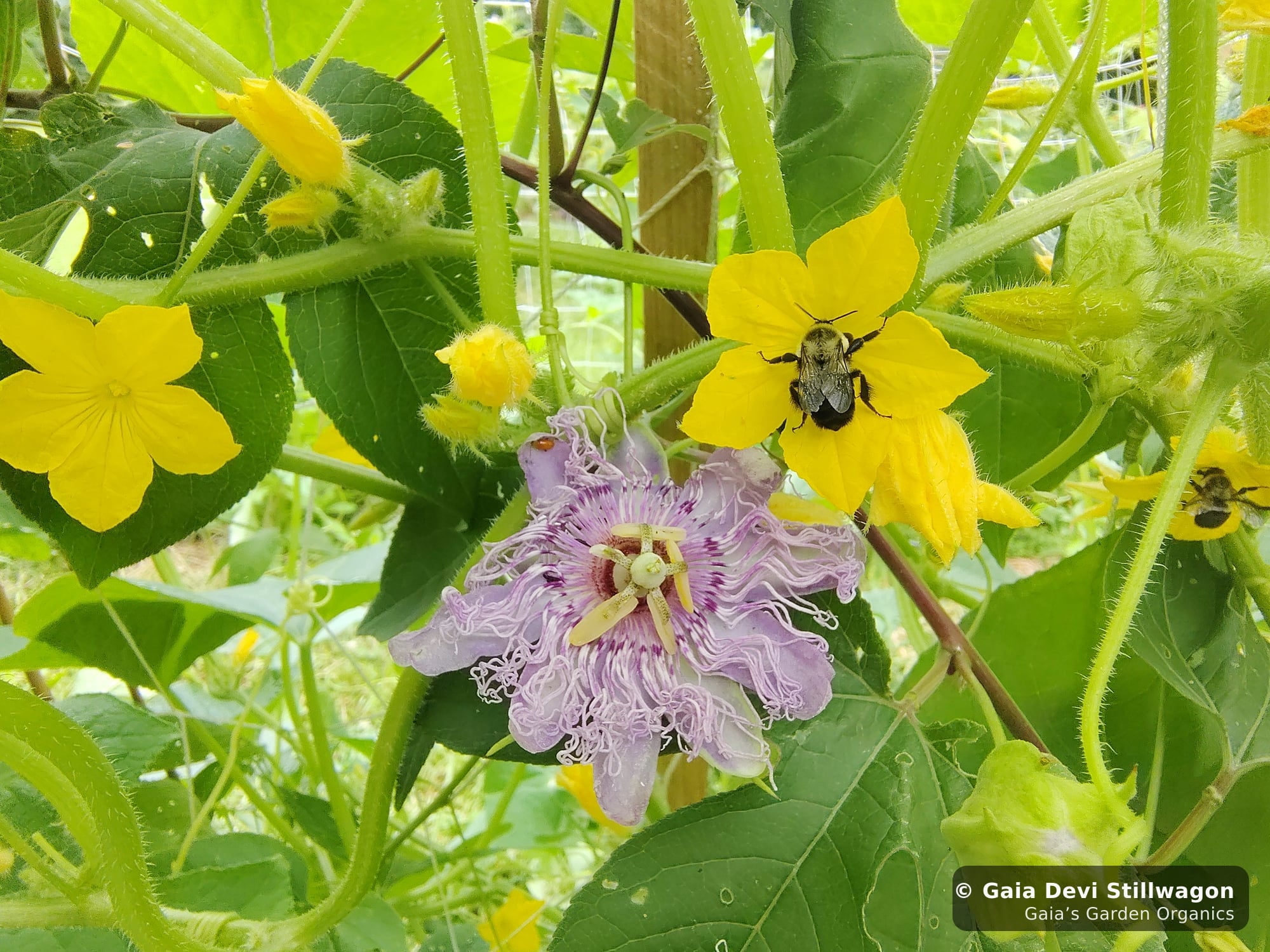 The medicinal herb garden at Gaia's Garden Organics, Umpire, Arkansas · Gaia Devi, clinical herbalist