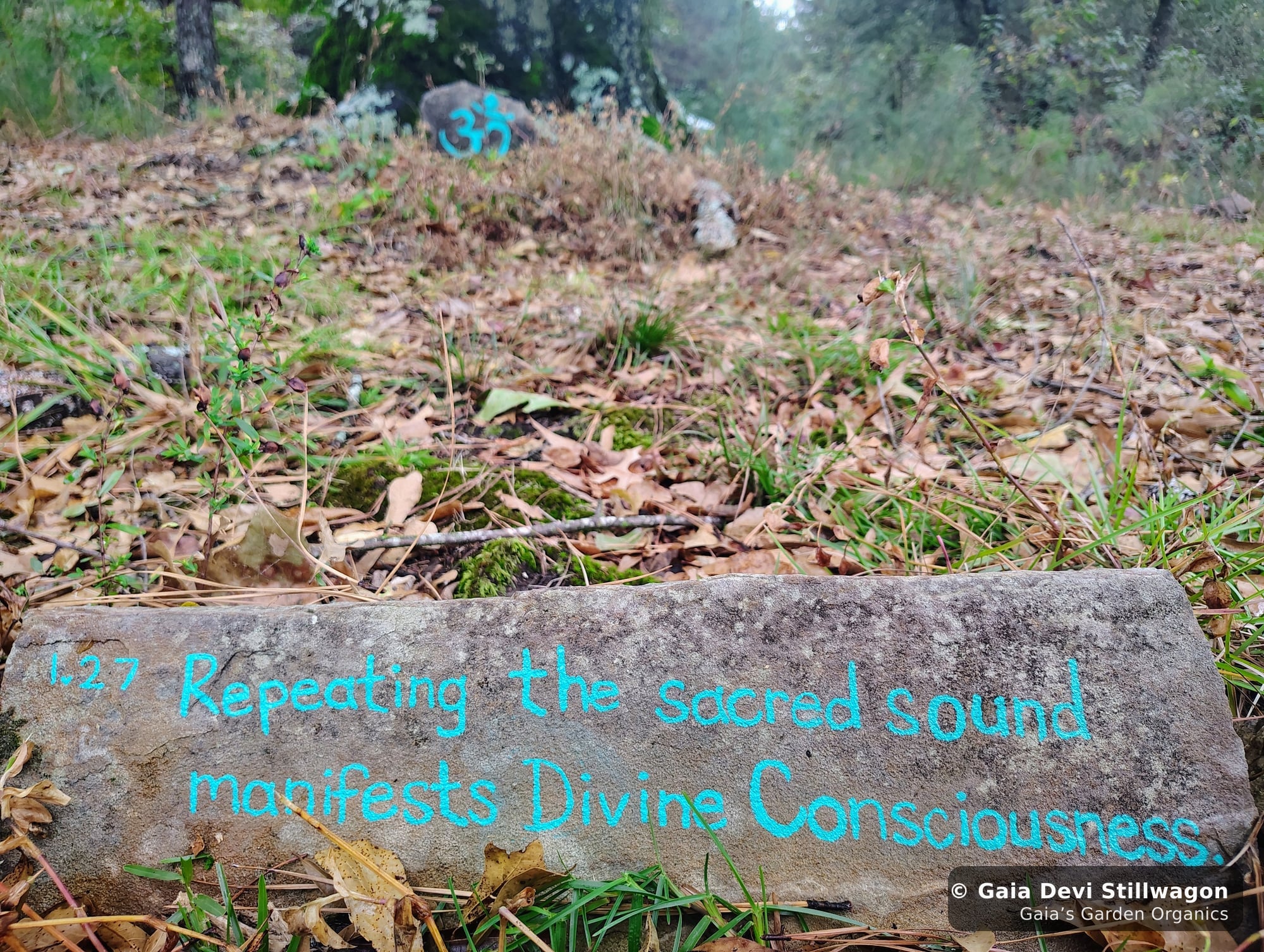 The medicinal herb garden at Gaia's Garden Organics, Umpire, Arkansas · Gaia Devi, clinical herbalist