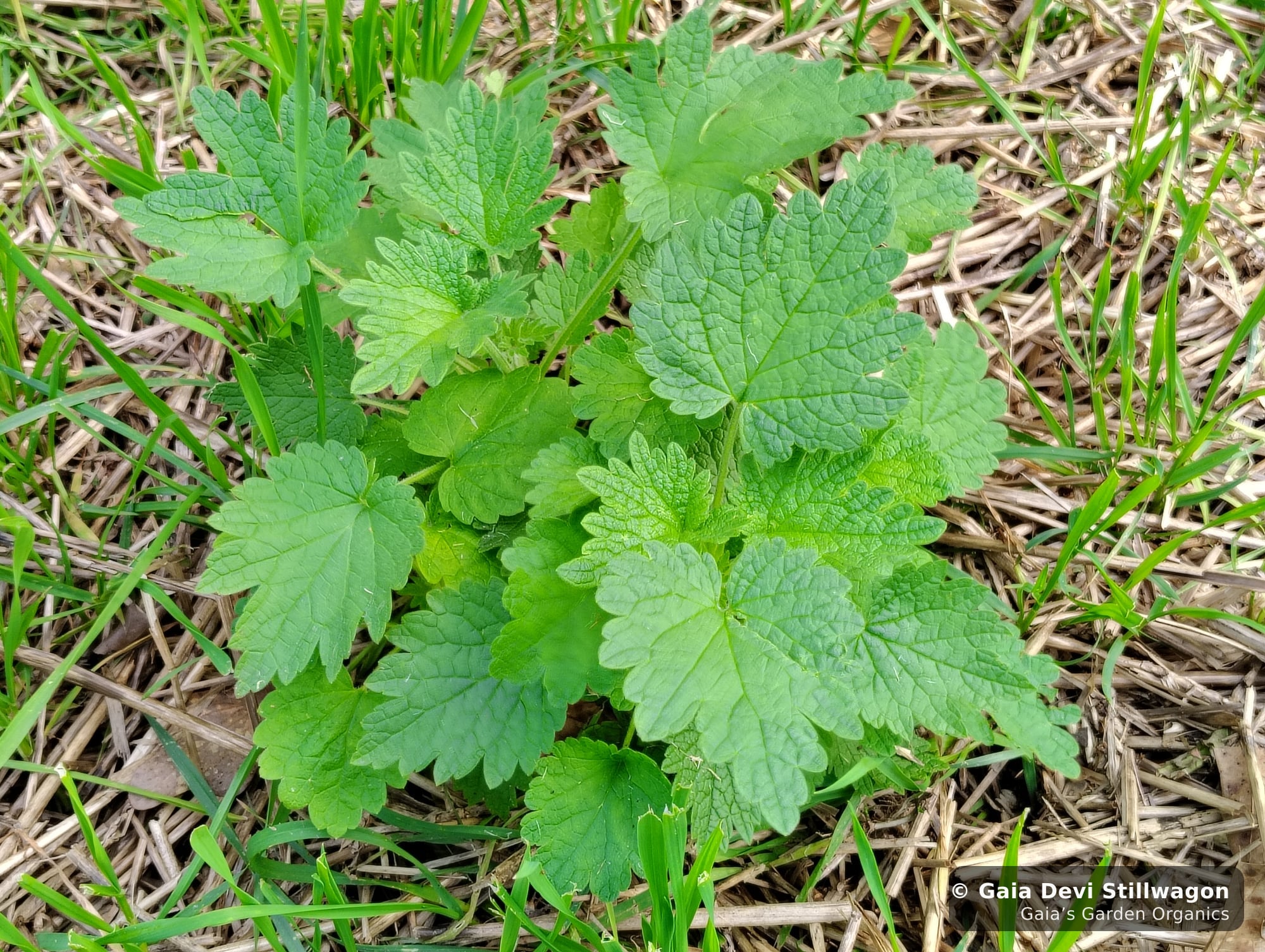 The medicinal herb garden at Gaia's Garden Organics, Umpire, Arkansas · Gaia Devi, clinical herbalist