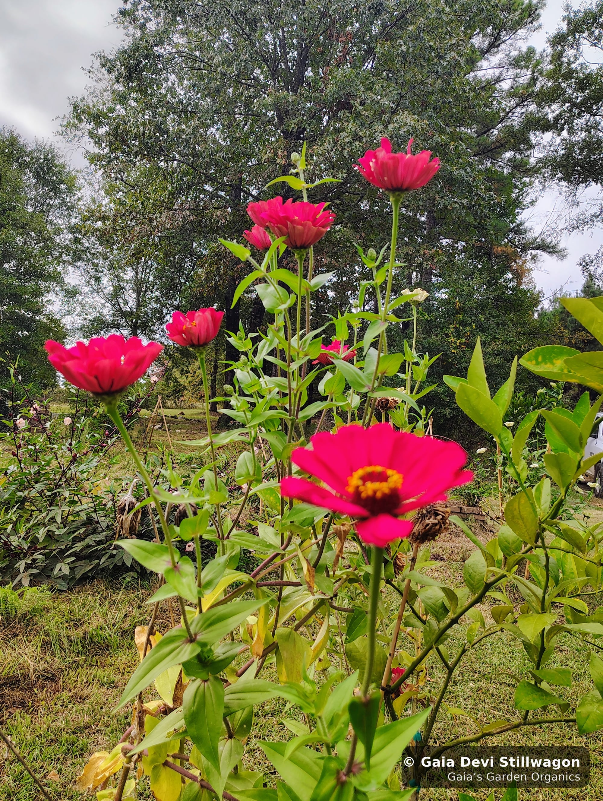 The medicinal herb garden at Gaia's Garden Organics, Umpire, Arkansas · Gaia Devi, clinical herbalist