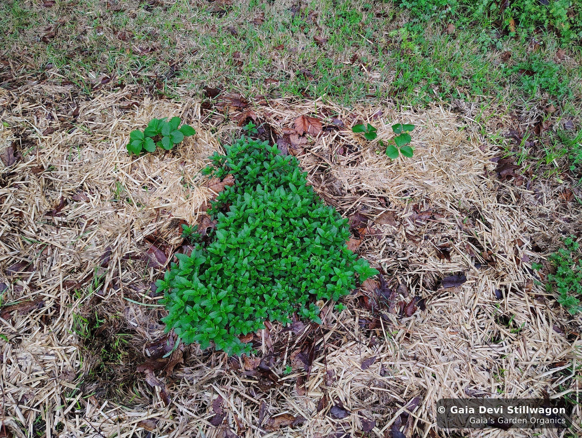 The medicinal herb garden at Gaia's Garden Organics, Umpire, Arkansas · Gaia Devi, clinical herbalist