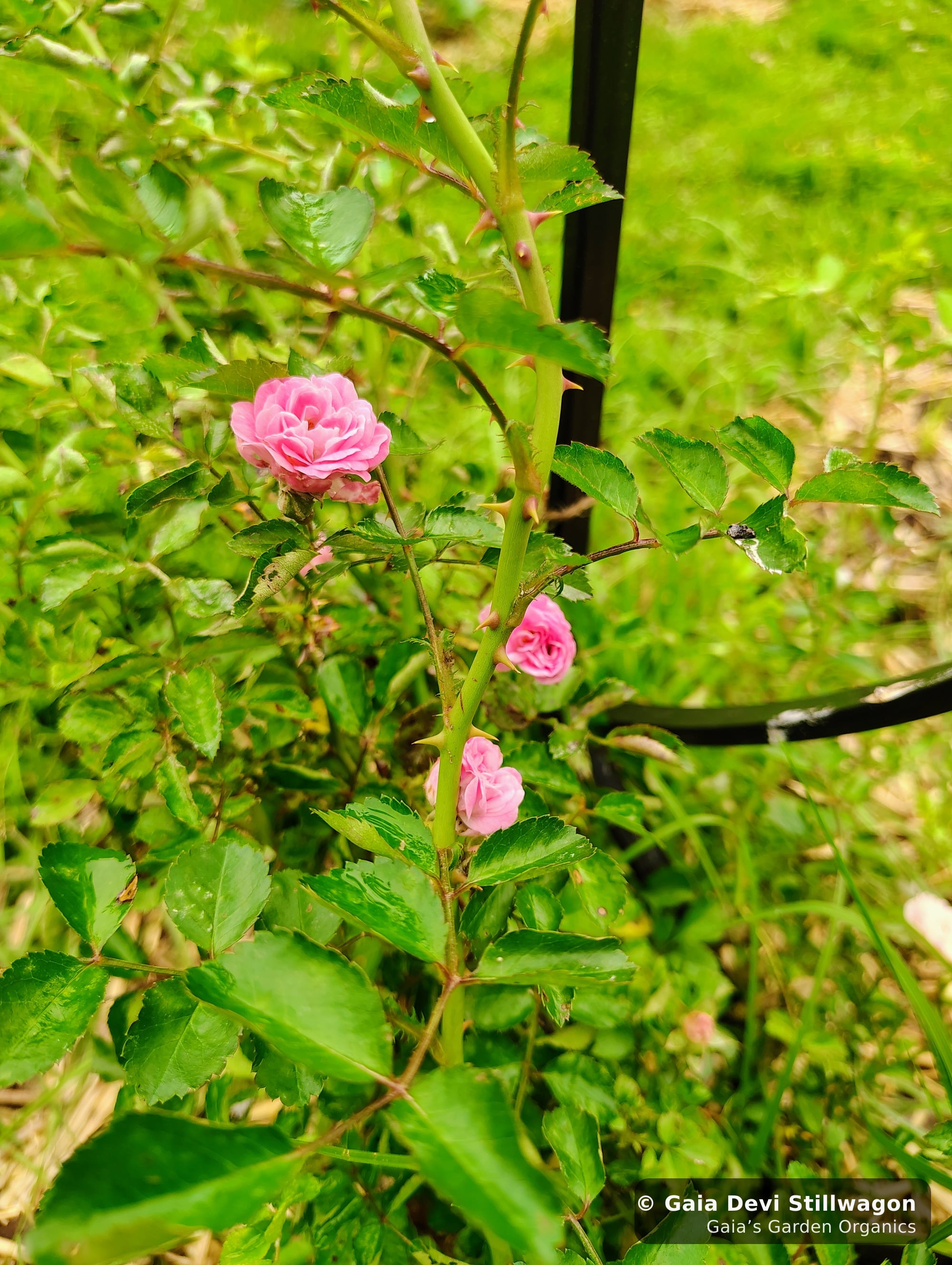 The medicinal herb garden at Gaia's Garden Organics, Umpire, Arkansas · Gaia Devi, clinical herbalist