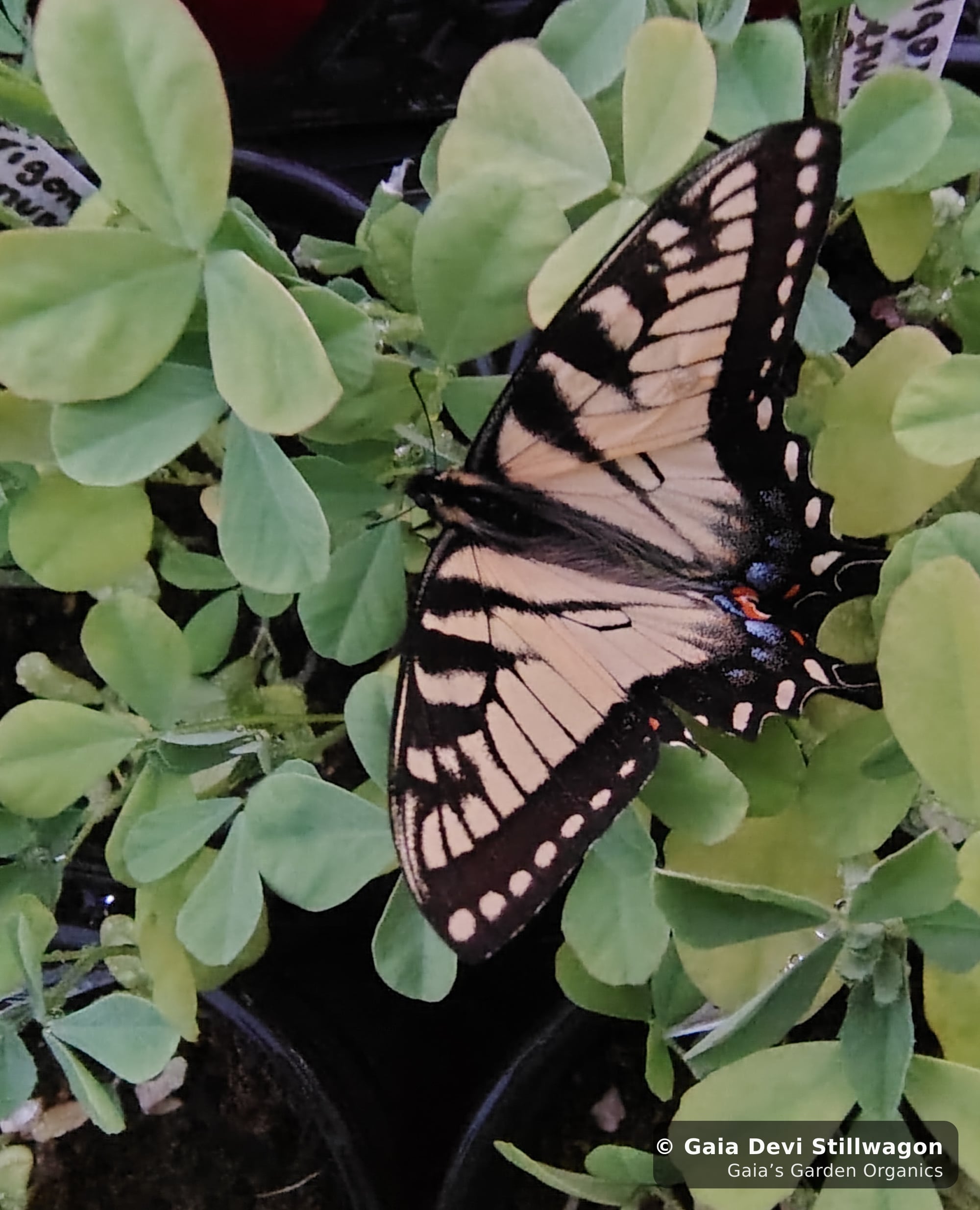 The medicinal herb garden at Gaia's Garden Organics, Umpire, Arkansas · Gaia Devi, clinical herbalist
