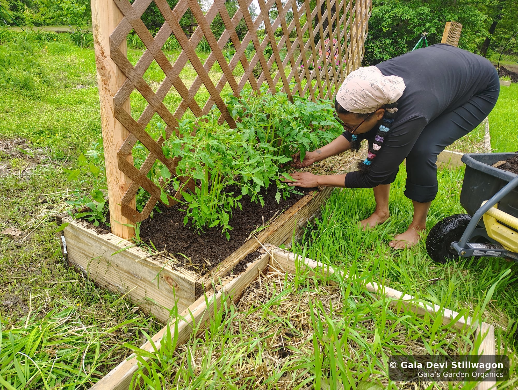 The medicinal herb garden at Gaia's Garden Organics, Umpire, Arkansas · Gaia Devi, clinical herbalist