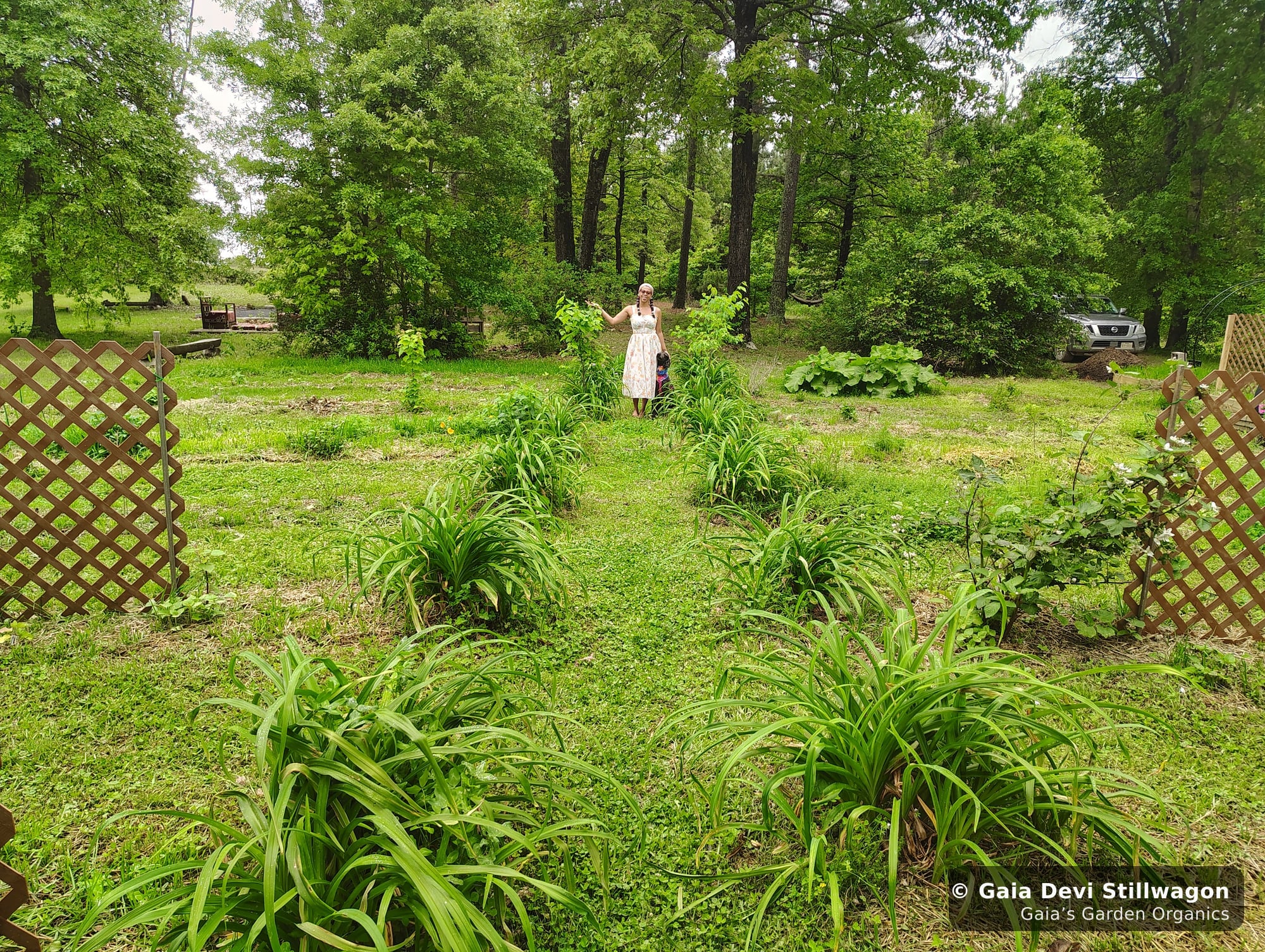 The central pathway through Gaia's medicine garden in late spring, daylilies lining the walk and Gaia visible at the far end, where every flower essence in our line is hand-prepared