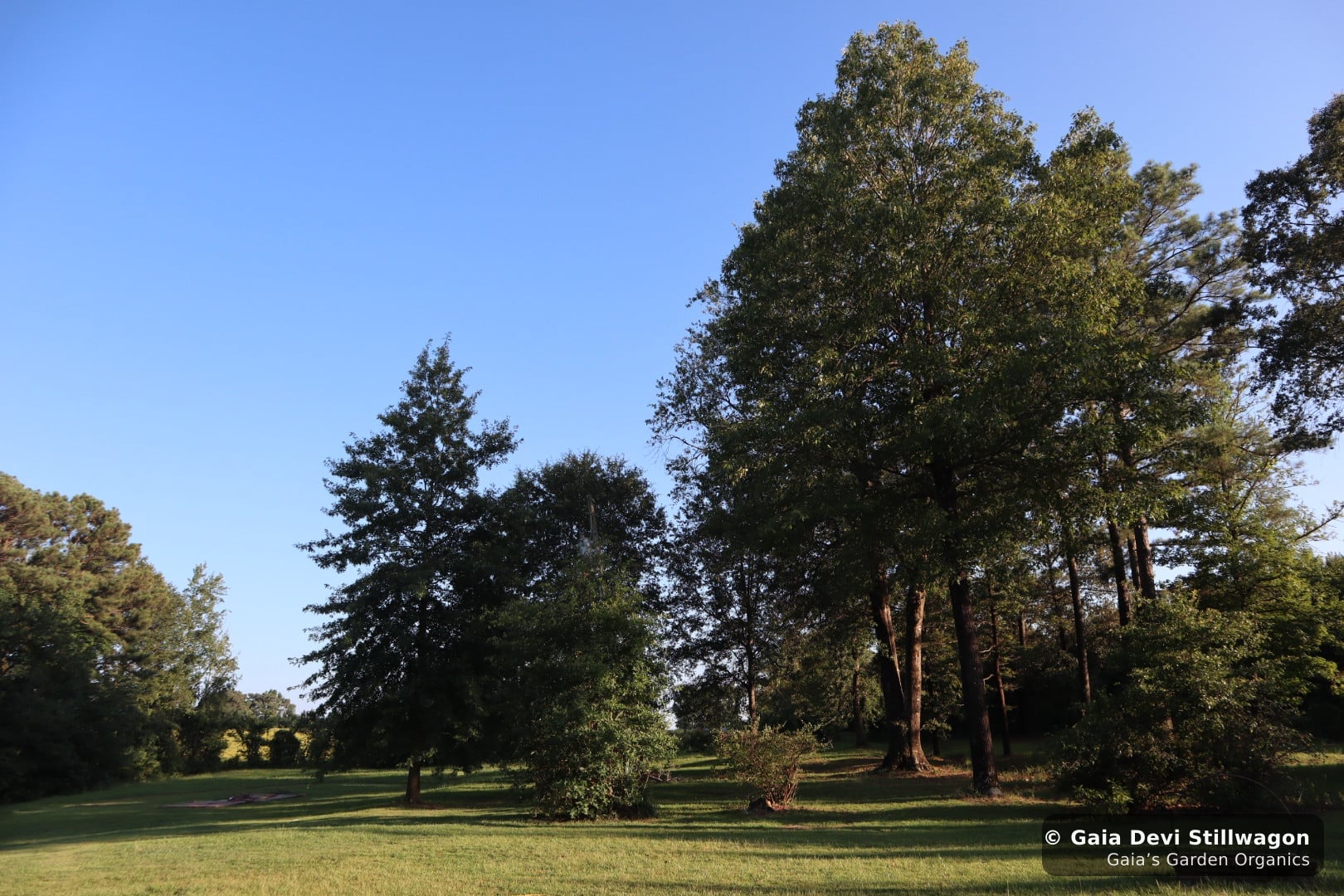 The medicinal herb garden at Gaia's Garden Organics, Umpire, Arkansas · Gaia Devi, clinical herbalist