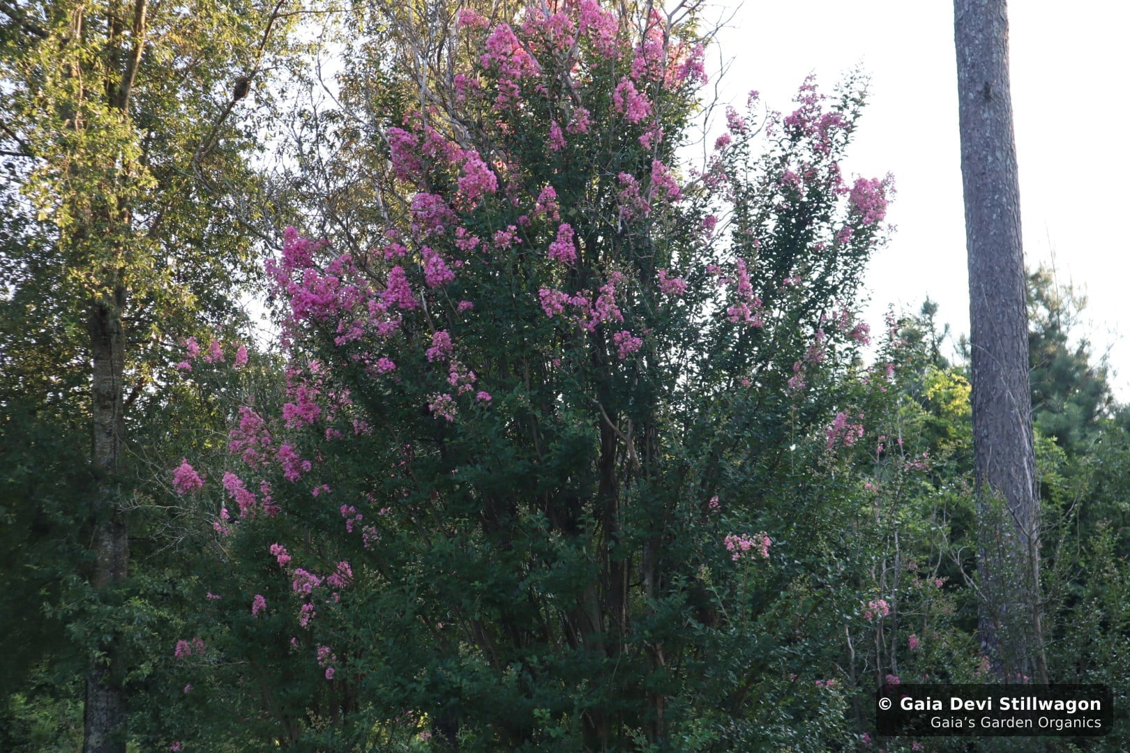 The medicinal herb garden at Gaia's Garden Organics, Umpire, Arkansas · Gaia Devi, clinical herbalist