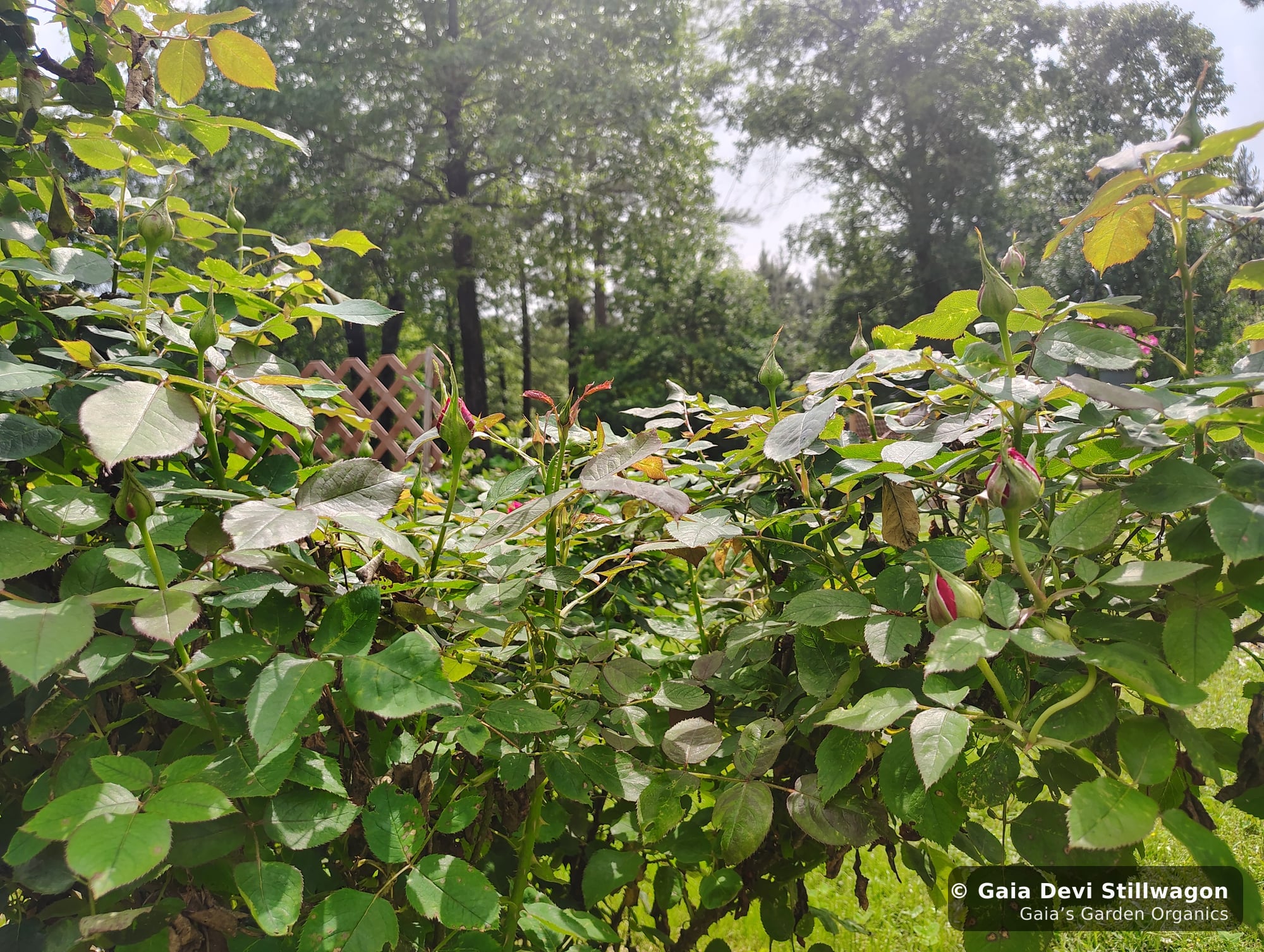 Cultivated rose bush in early bud at Gaia's Garden in Umpire, Arkansas, deep green leaves and the lattice trellis softly visible behind, the source plant for our Heartful Flower Essence