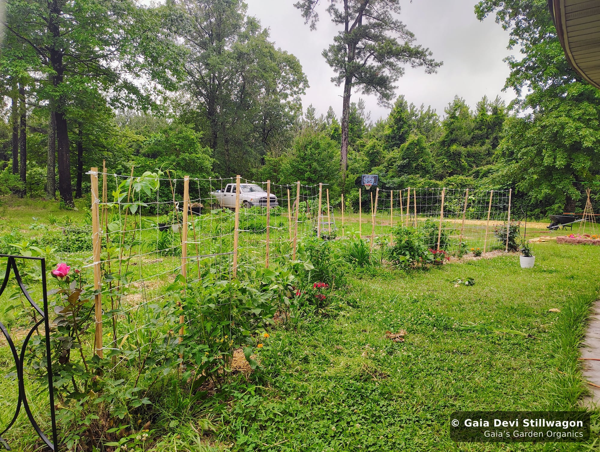The medicinal herb garden at Gaia's Garden Organics, Umpire, Arkansas · Gaia Devi, clinical herbalist