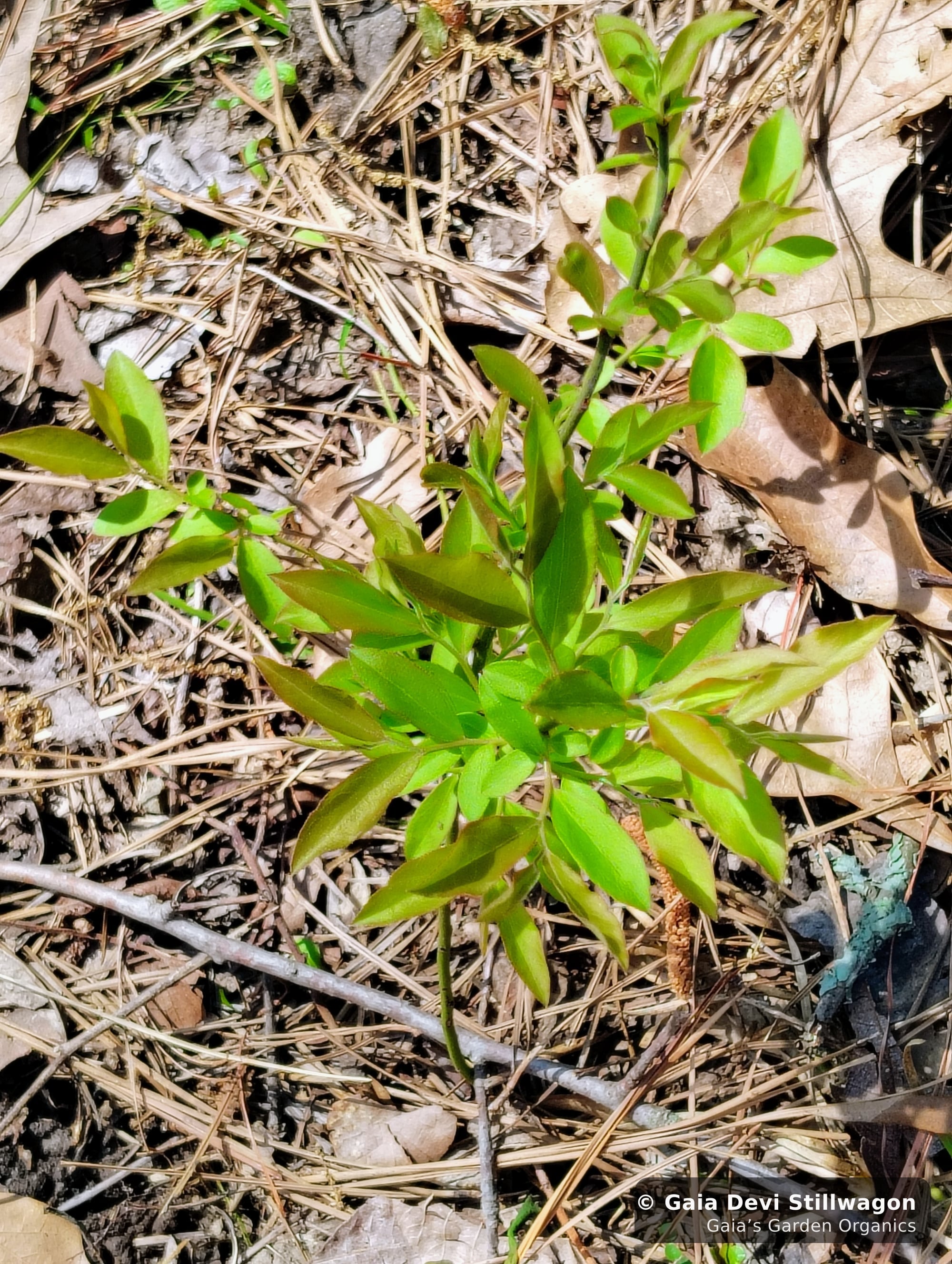The medicinal herb garden at Gaia's Garden Organics, Umpire, Arkansas · Gaia Devi, clinical herbalist