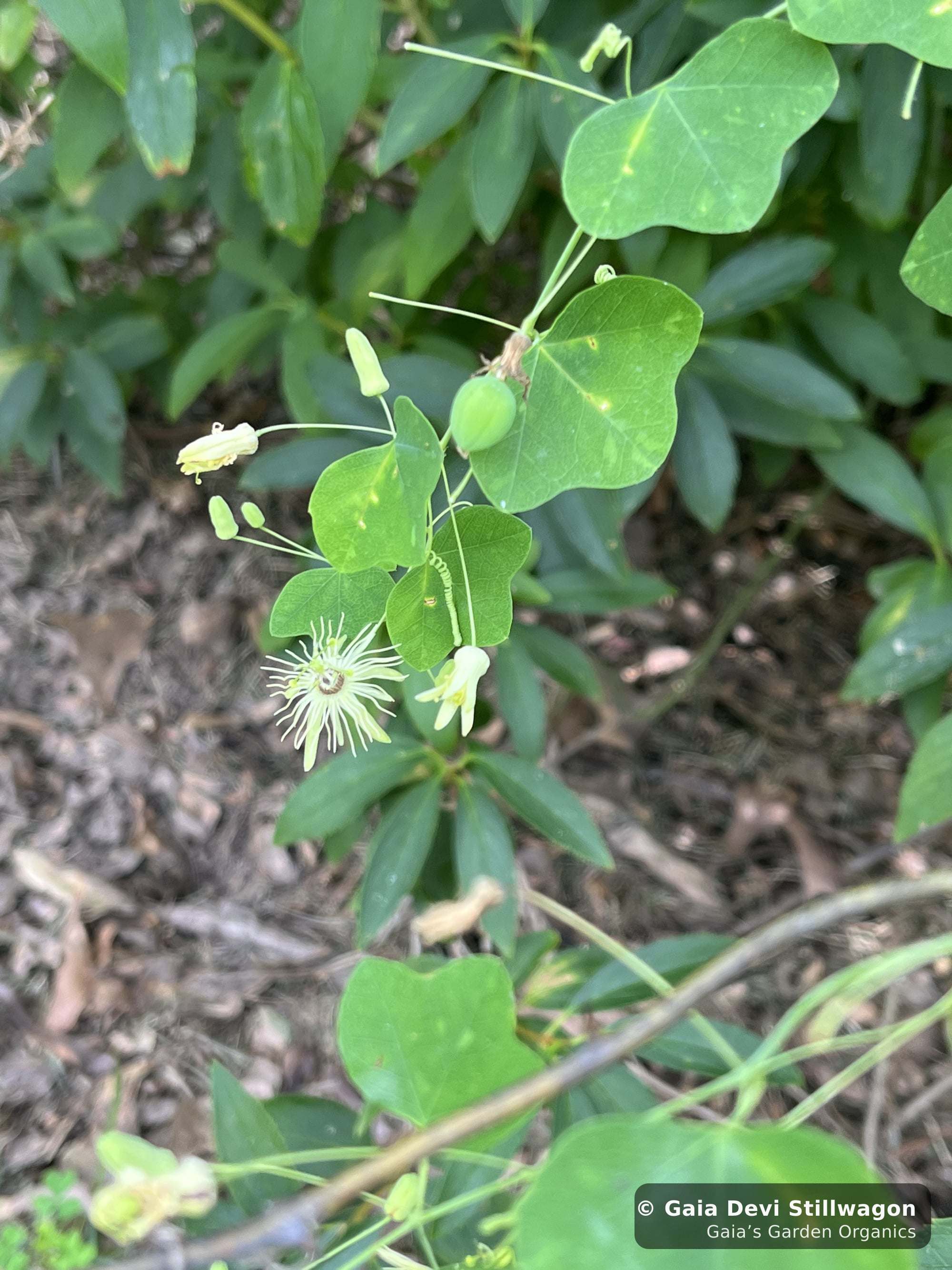 The medicinal herb garden at Gaia's Garden Organics, Umpire, Arkansas · Gaia Devi, clinical herbalist