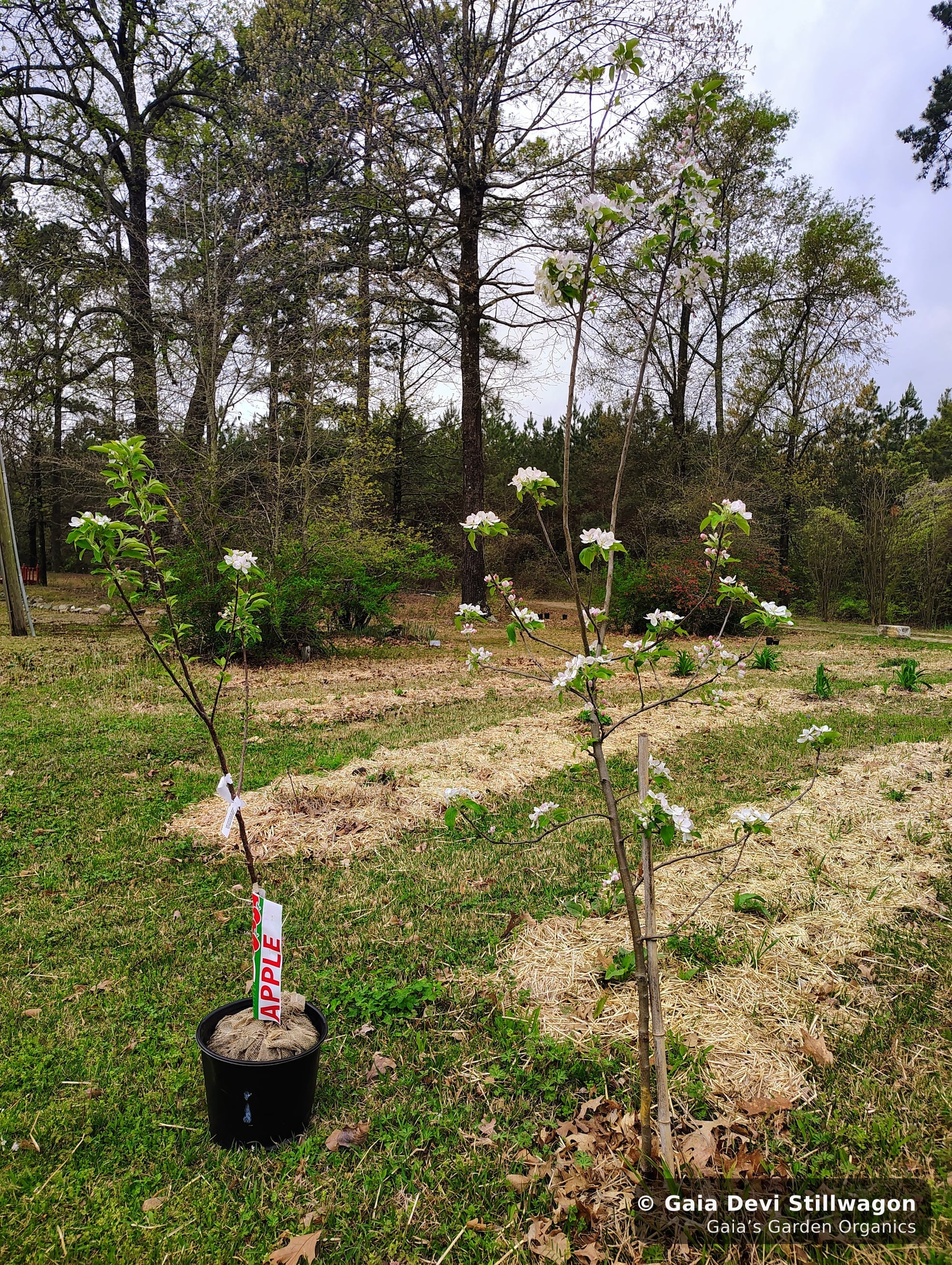 The medicinal herb garden at Gaia's Garden Organics, Umpire, Arkansas · Gaia Devi, clinical herbalist