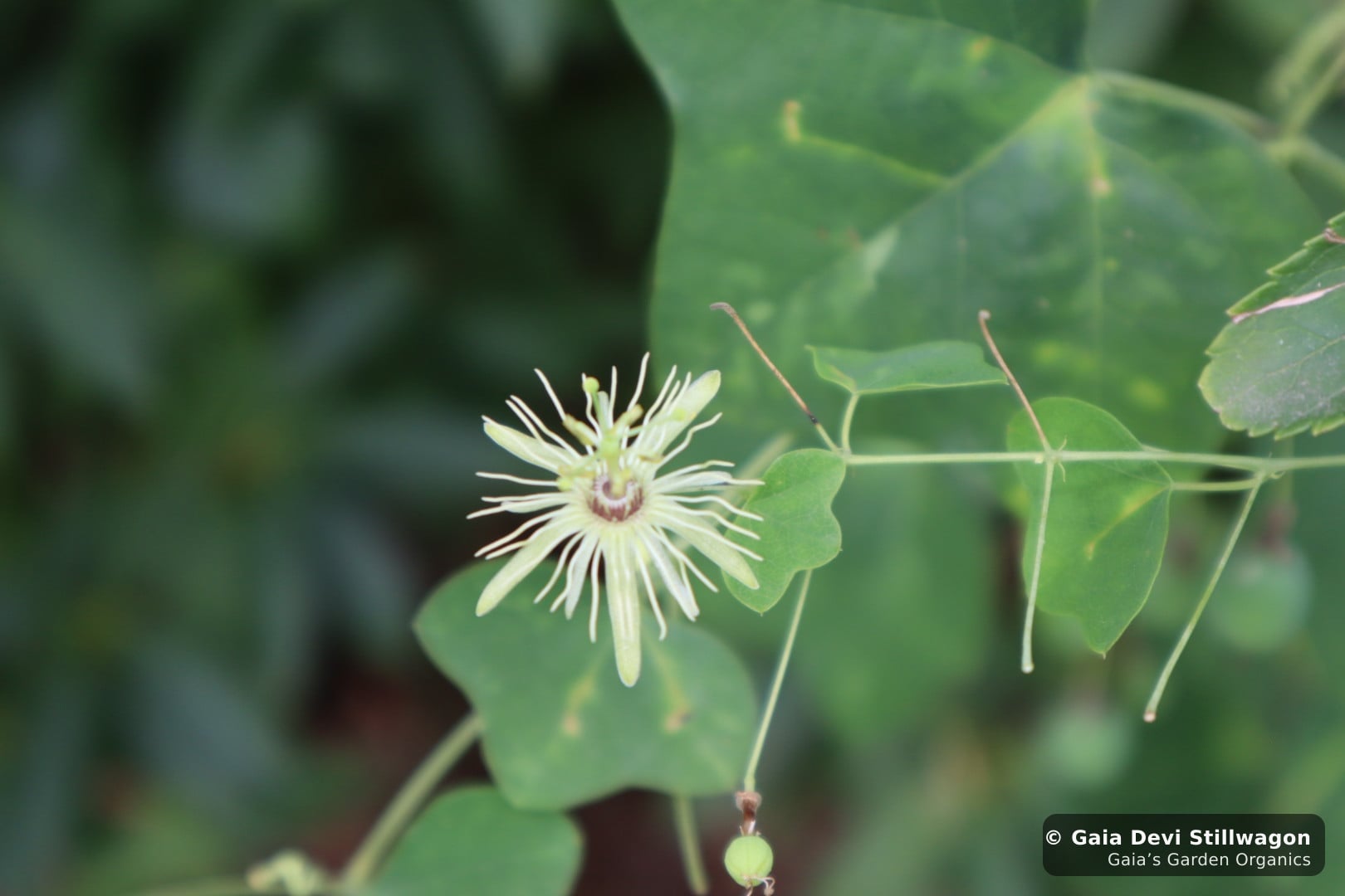 Close-up of a single yellow passionflower (Passiflora lutea) bloom at Gaia's Garden in Umpire, Arkansas, fringed cream petals against deep green