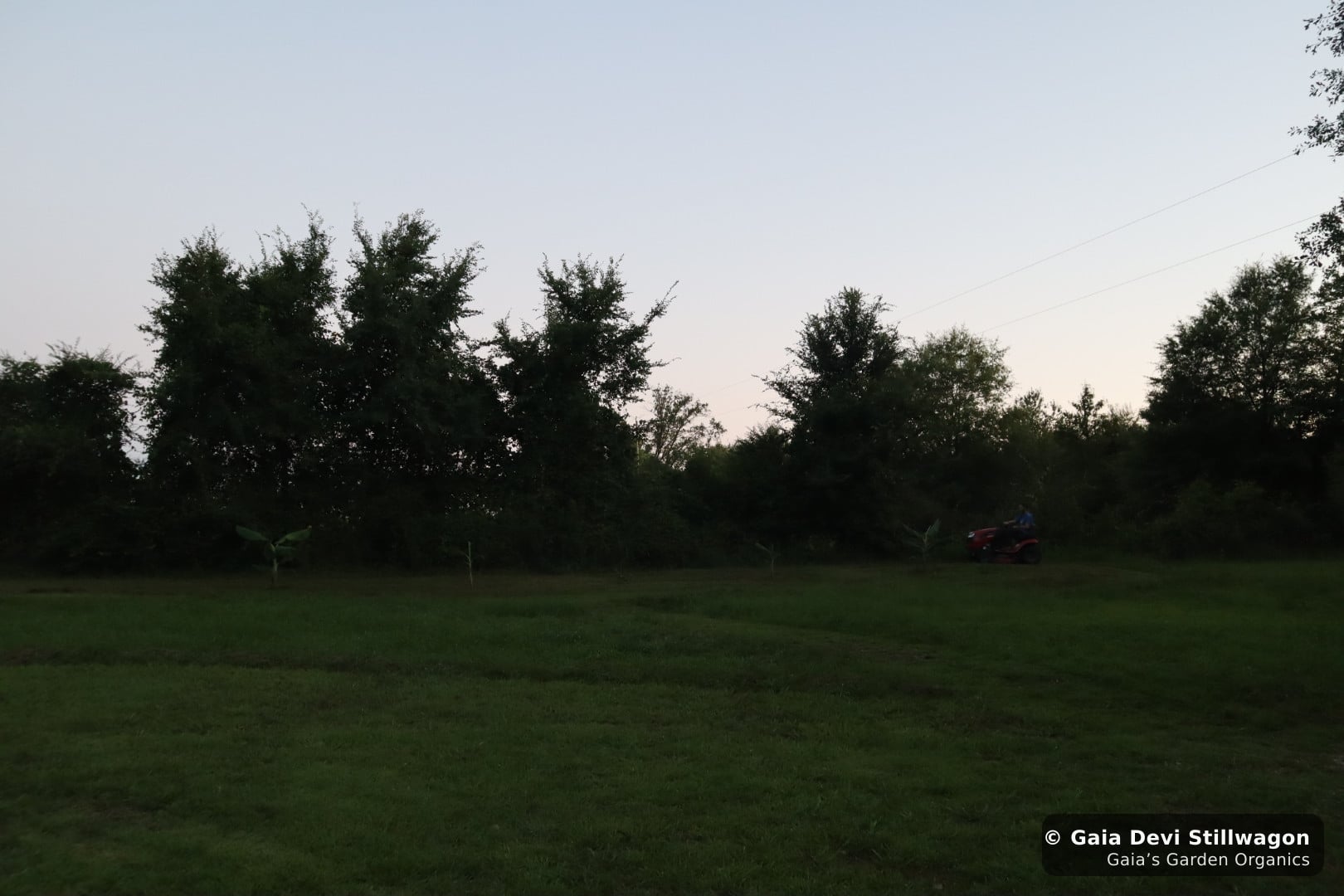 The medicinal herb garden at Gaia's Garden Organics, Umpire, Arkansas · Gaia Devi, clinical herbalist