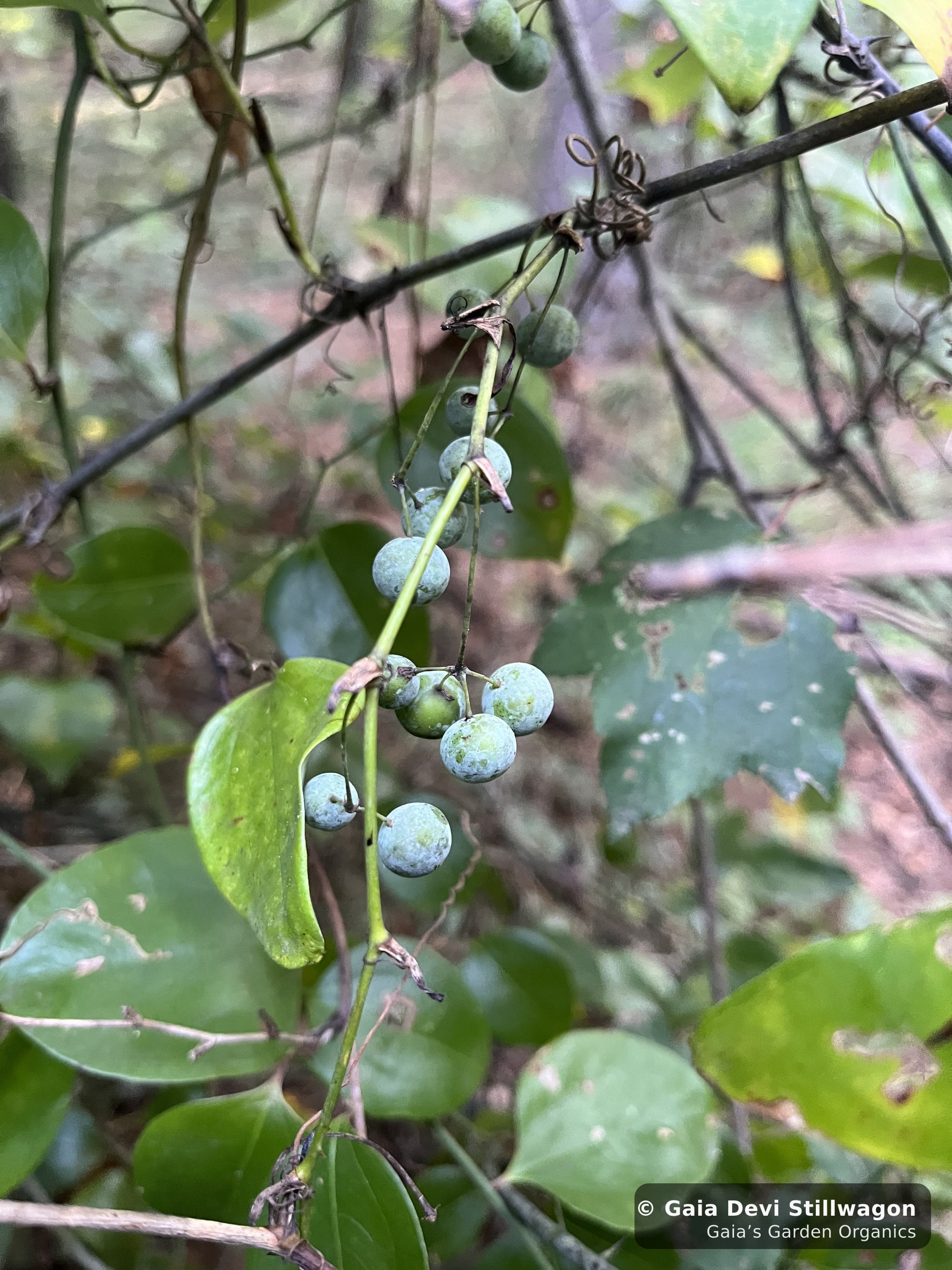 The medicinal herb garden at Gaia's Garden Organics, Umpire, Arkansas · Gaia Devi, clinical herbalist