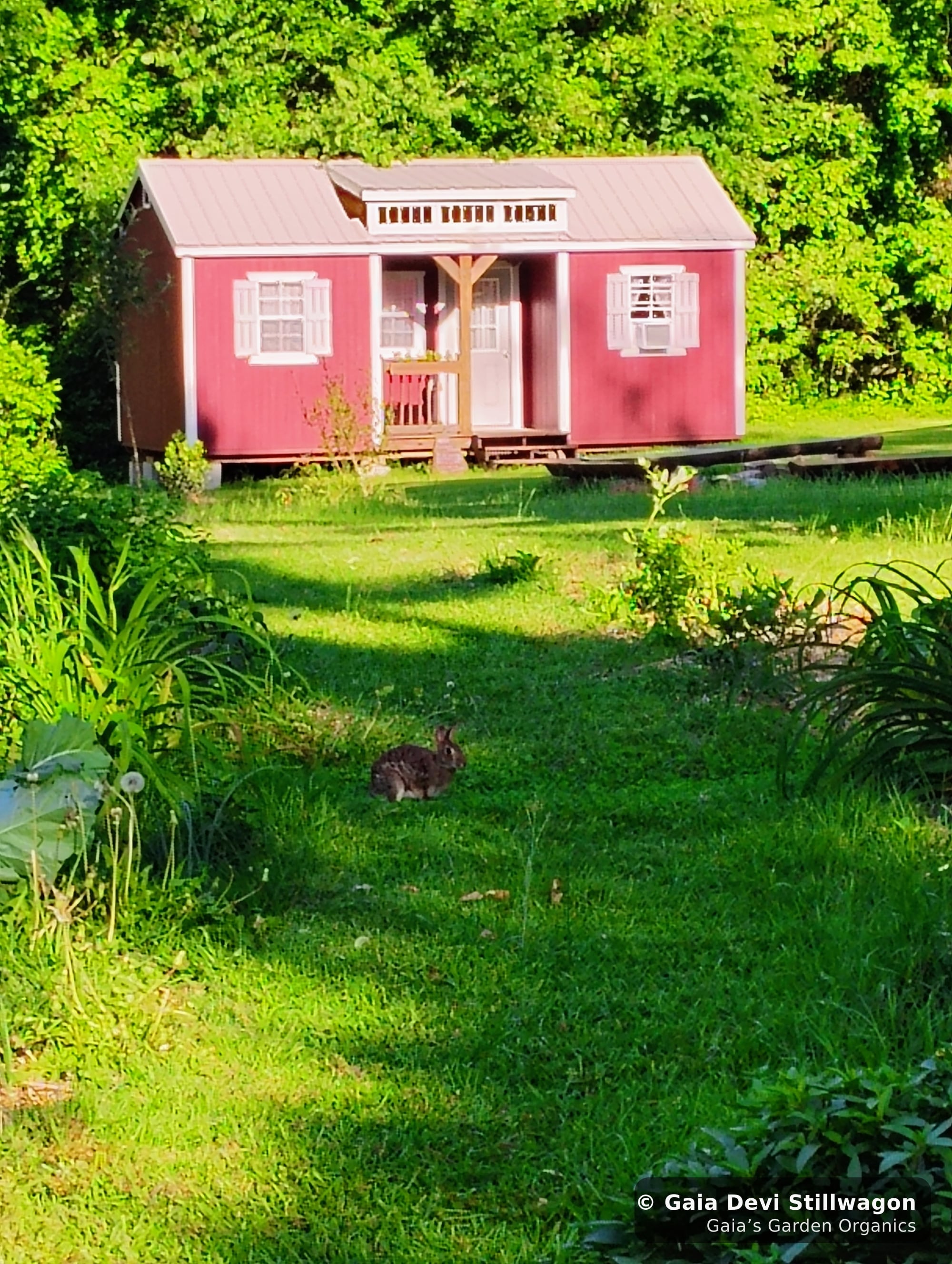 The medicinal herb garden at Gaia's Garden Organics, Umpire, Arkansas · Gaia Devi, clinical herbalist
