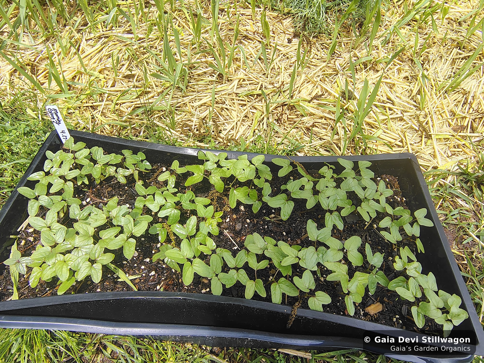 The medicinal herb garden at Gaia's Garden Organics, Umpire, Arkansas · Gaia Devi, clinical herbalist