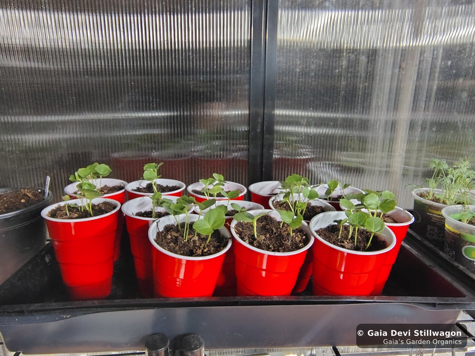 The medicinal herb garden at Gaia's Garden Organics, Umpire, Arkansas · Gaia Devi, clinical herbalist