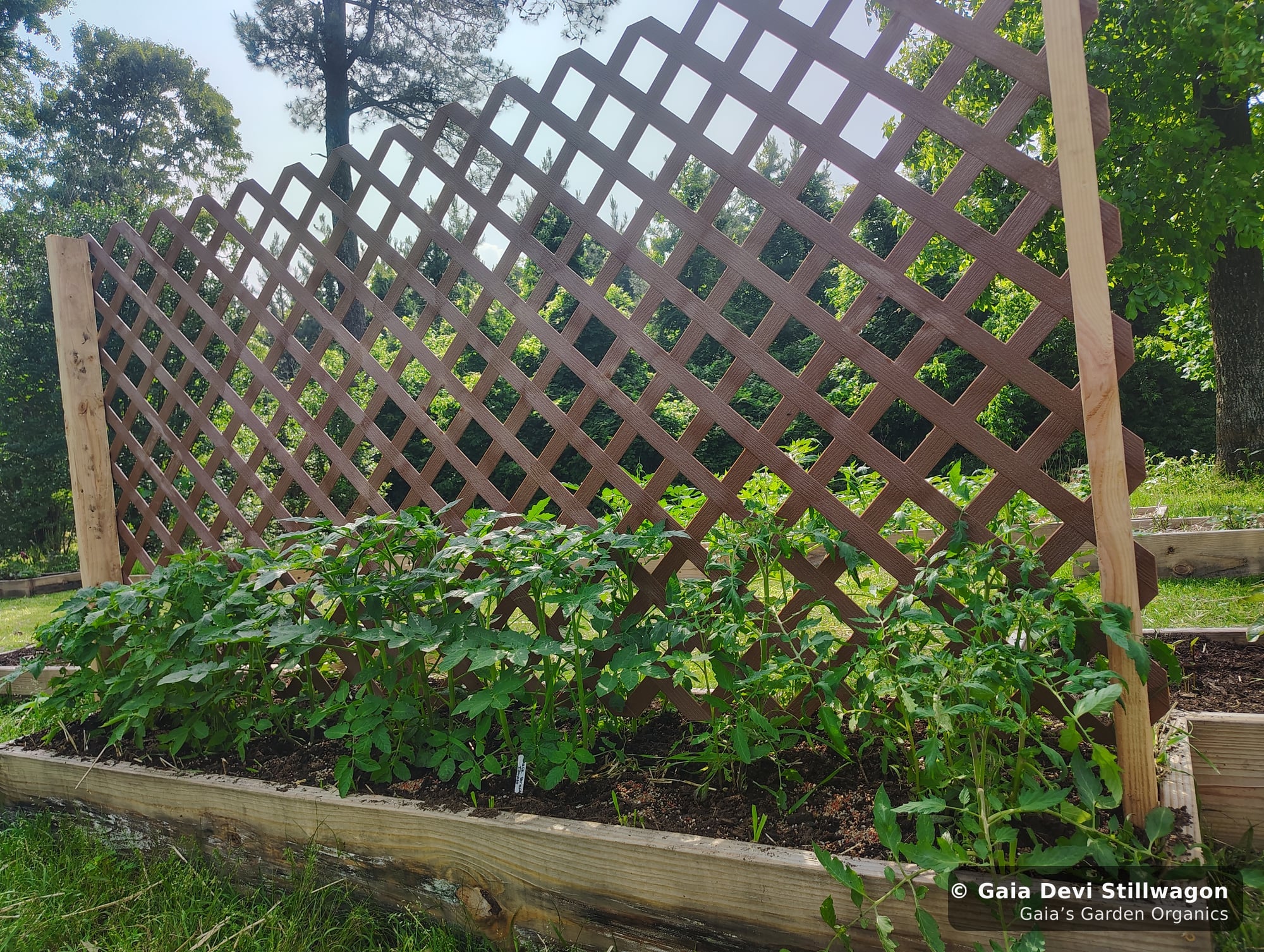 The medicinal herb garden at Gaia's Garden Organics, Umpire, Arkansas · Gaia Devi, clinical herbalist