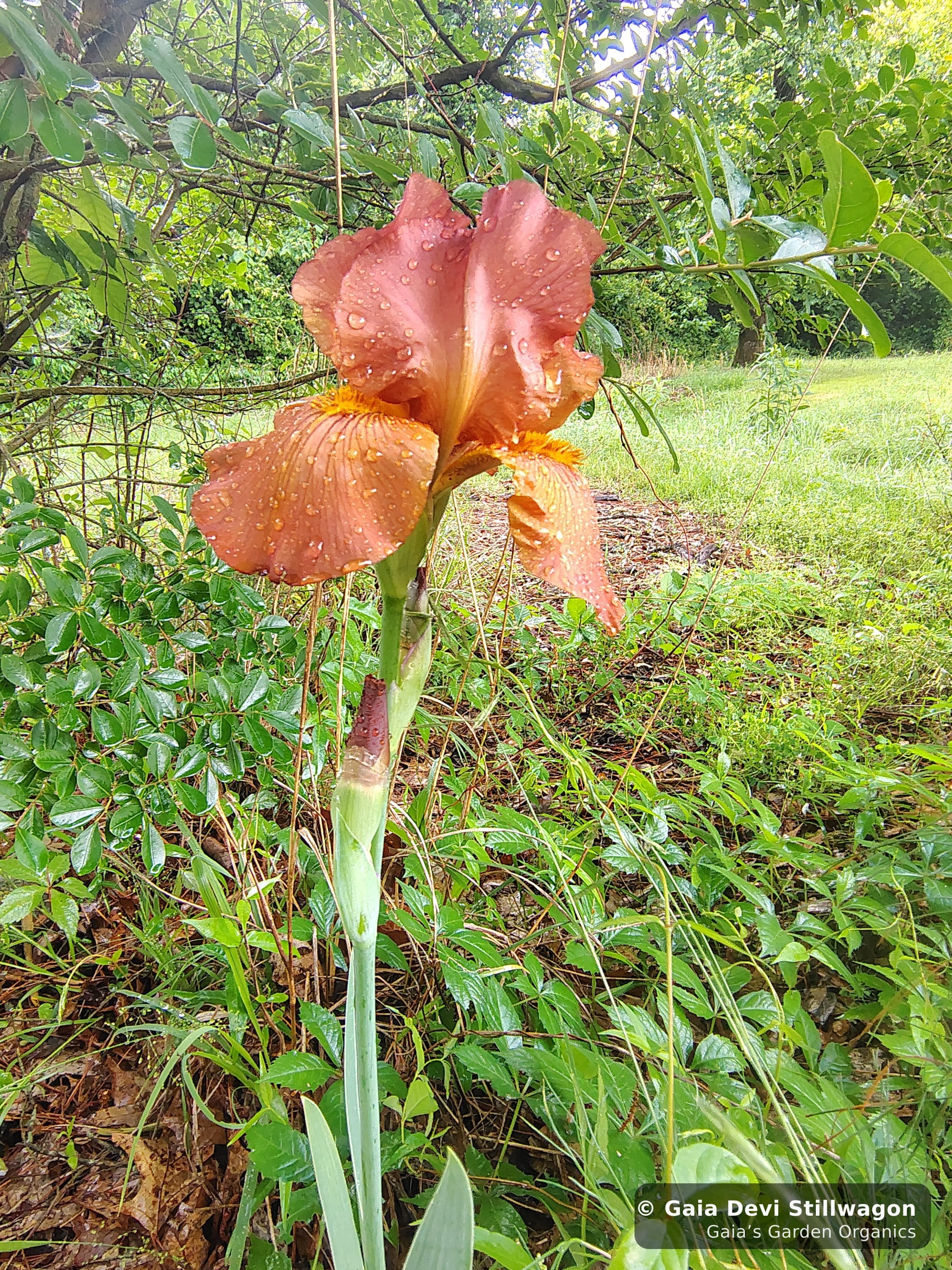 The medicinal herb garden at Gaia's Garden Organics, Umpire, Arkansas · Gaia Devi, clinical herbalist