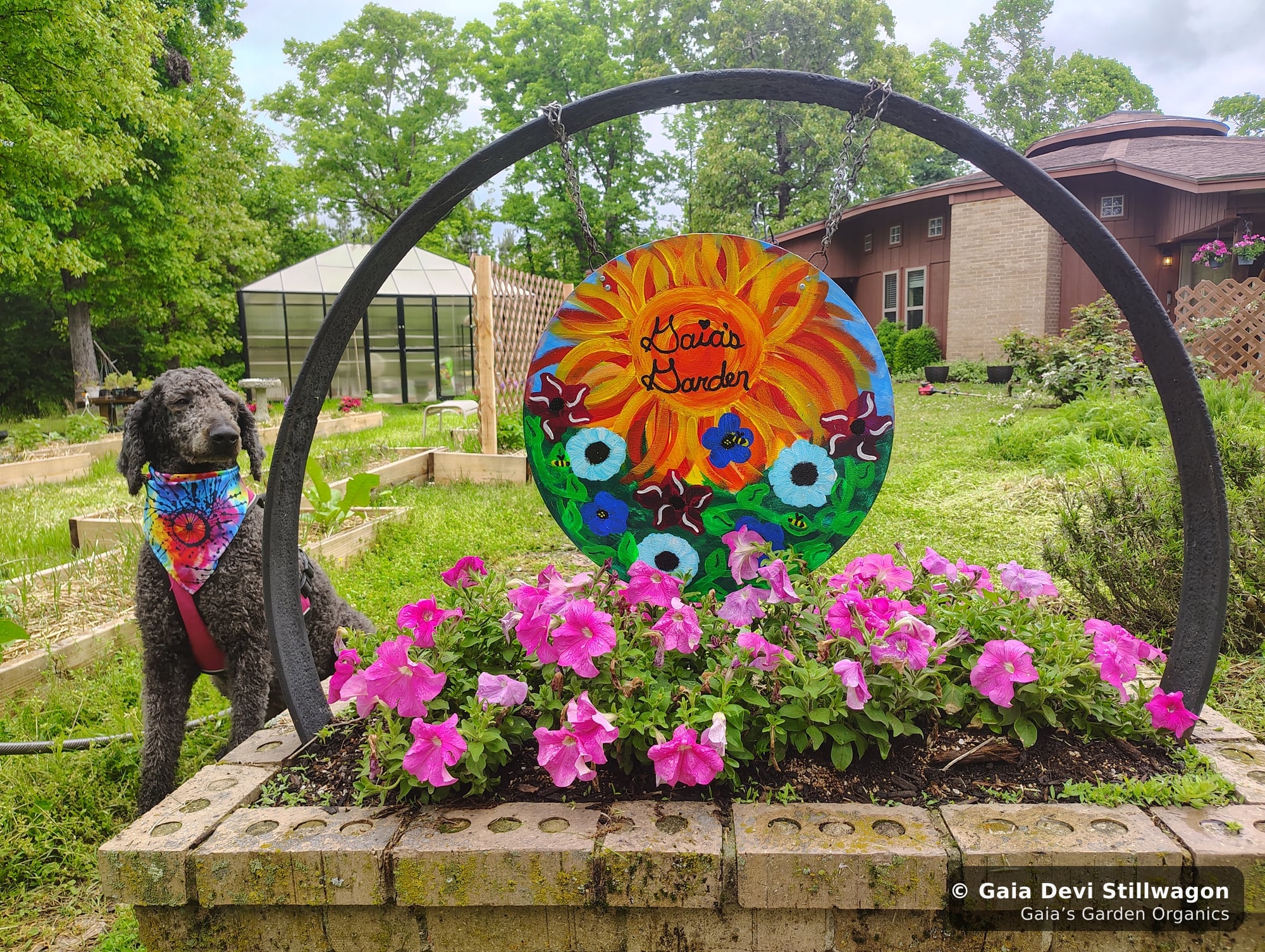 Samadhi, our 70-pound standard poodle, beside the hand-painted Gaia's Garden sign on a stone wall with petunias in bloom, where our Bach-method flower essences for dogs are hand-prepared