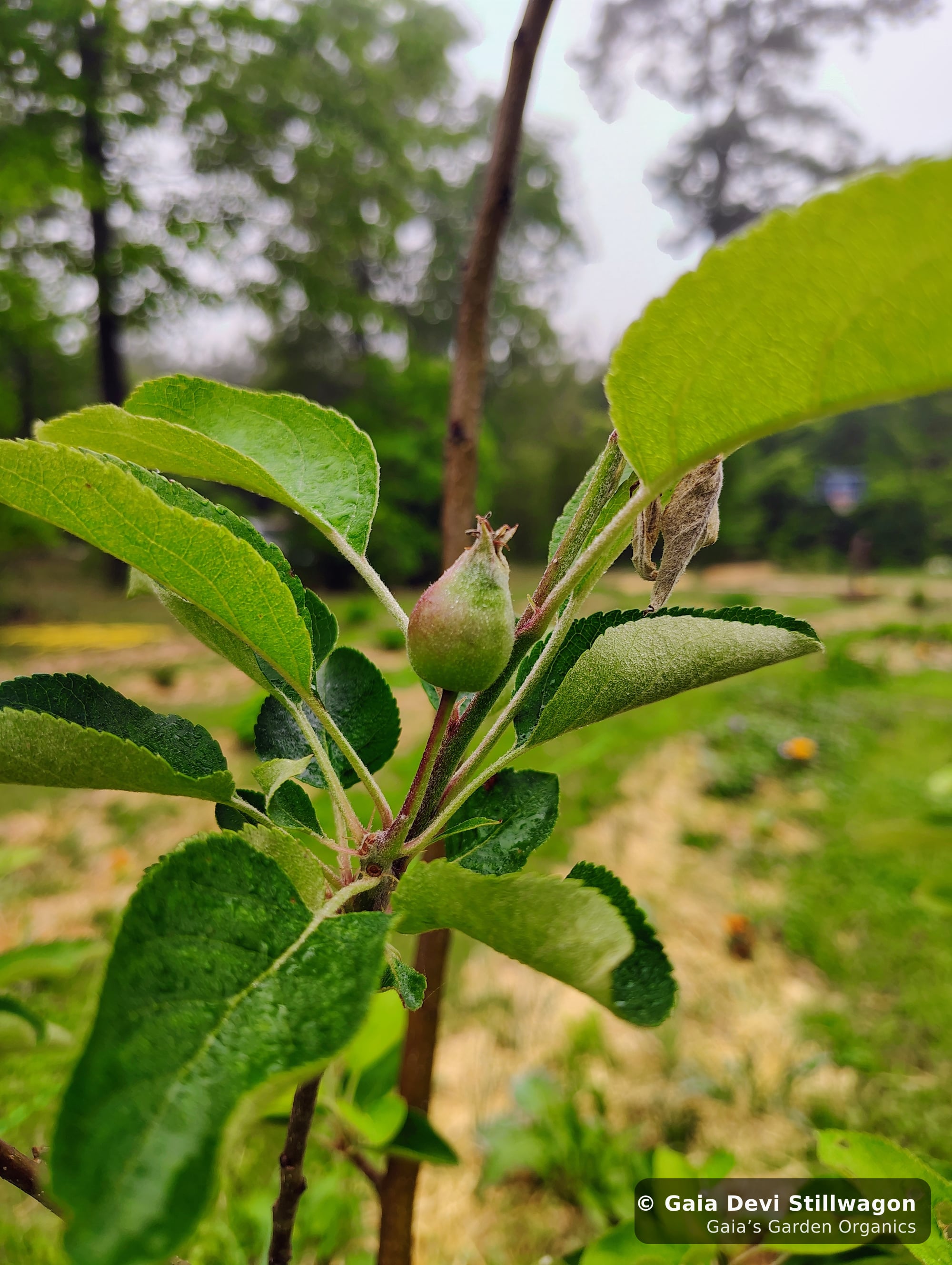 The medicinal herb garden at Gaia's Garden Organics, Umpire, Arkansas · Gaia Devi, clinical herbalist