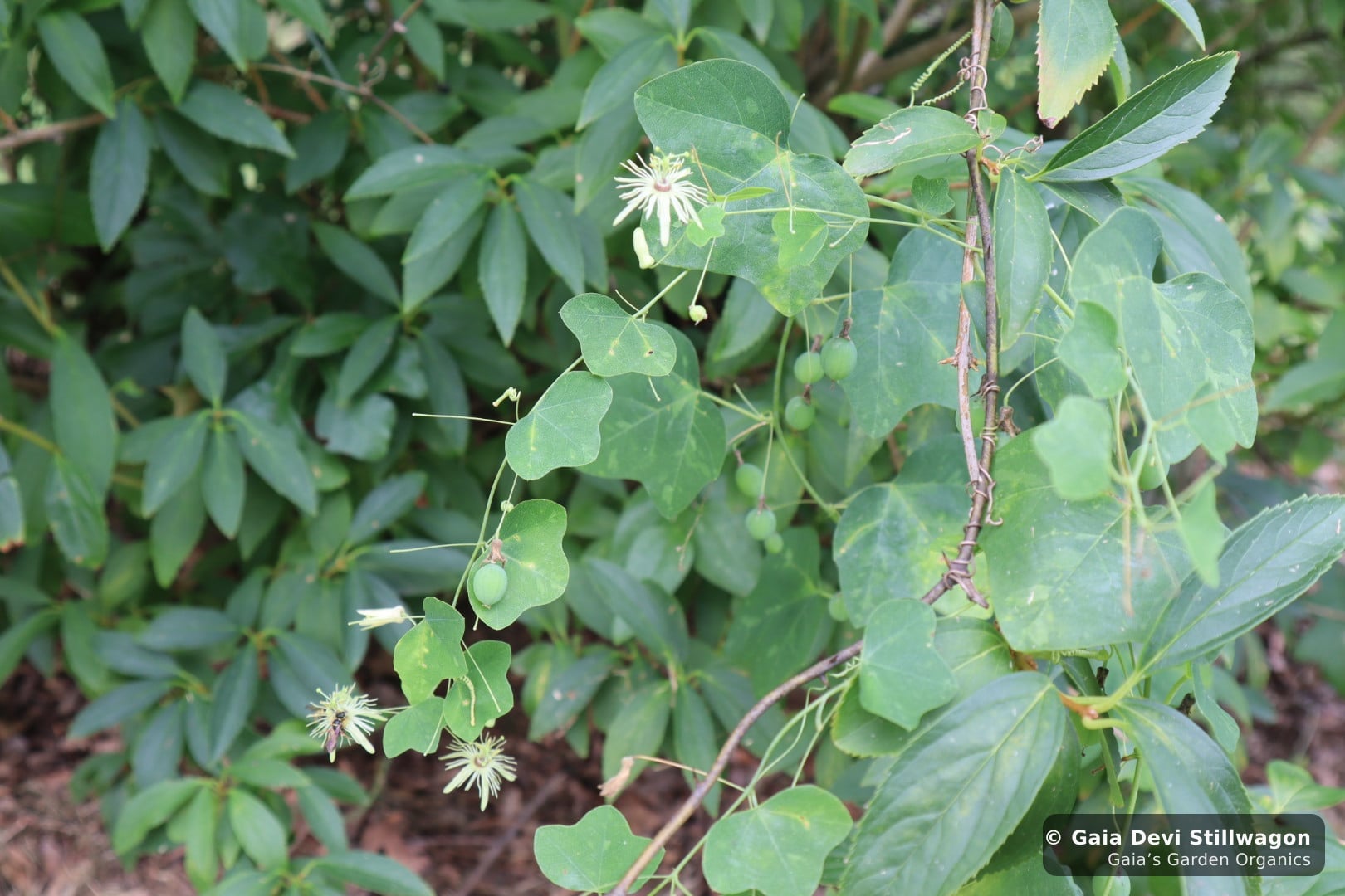 Yellow passionflower (Passiflora lutea) flowering on a vine at Gaia's Garden in Umpire, Arkansas, small white-cream flowers and lobed leaves climbing the woodland edge