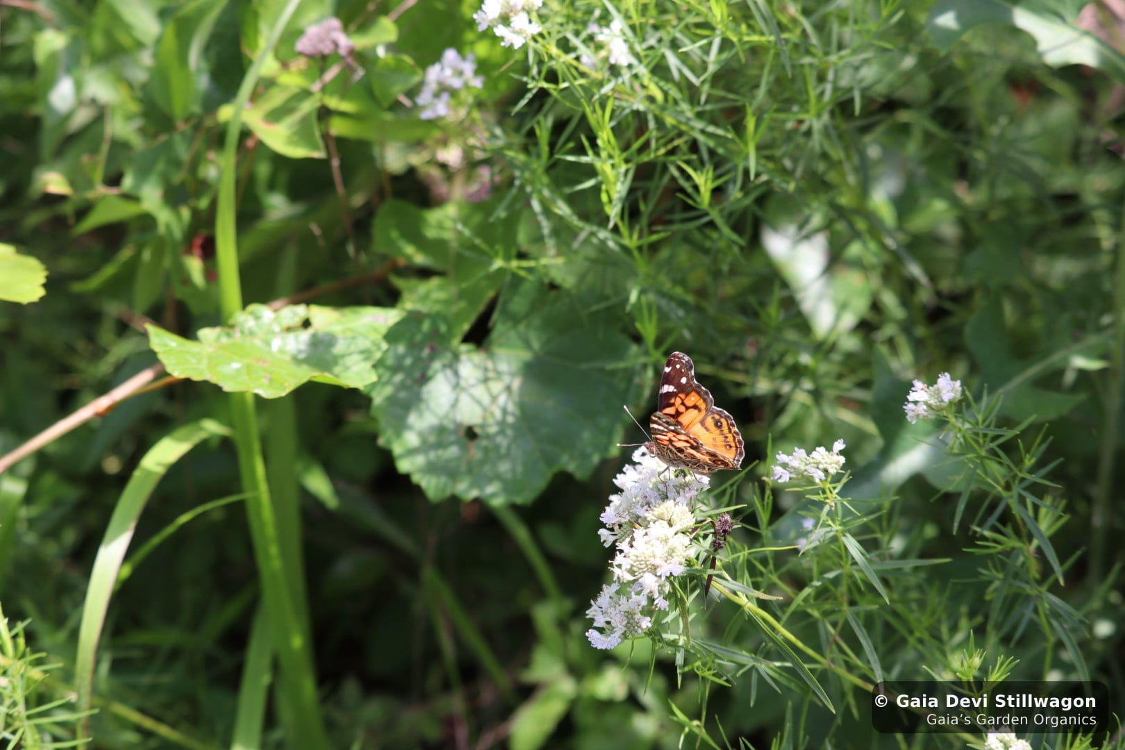 The medicinal herb garden at Gaia's Garden Organics, Umpire, Arkansas · Gaia Devi, clinical herbalist