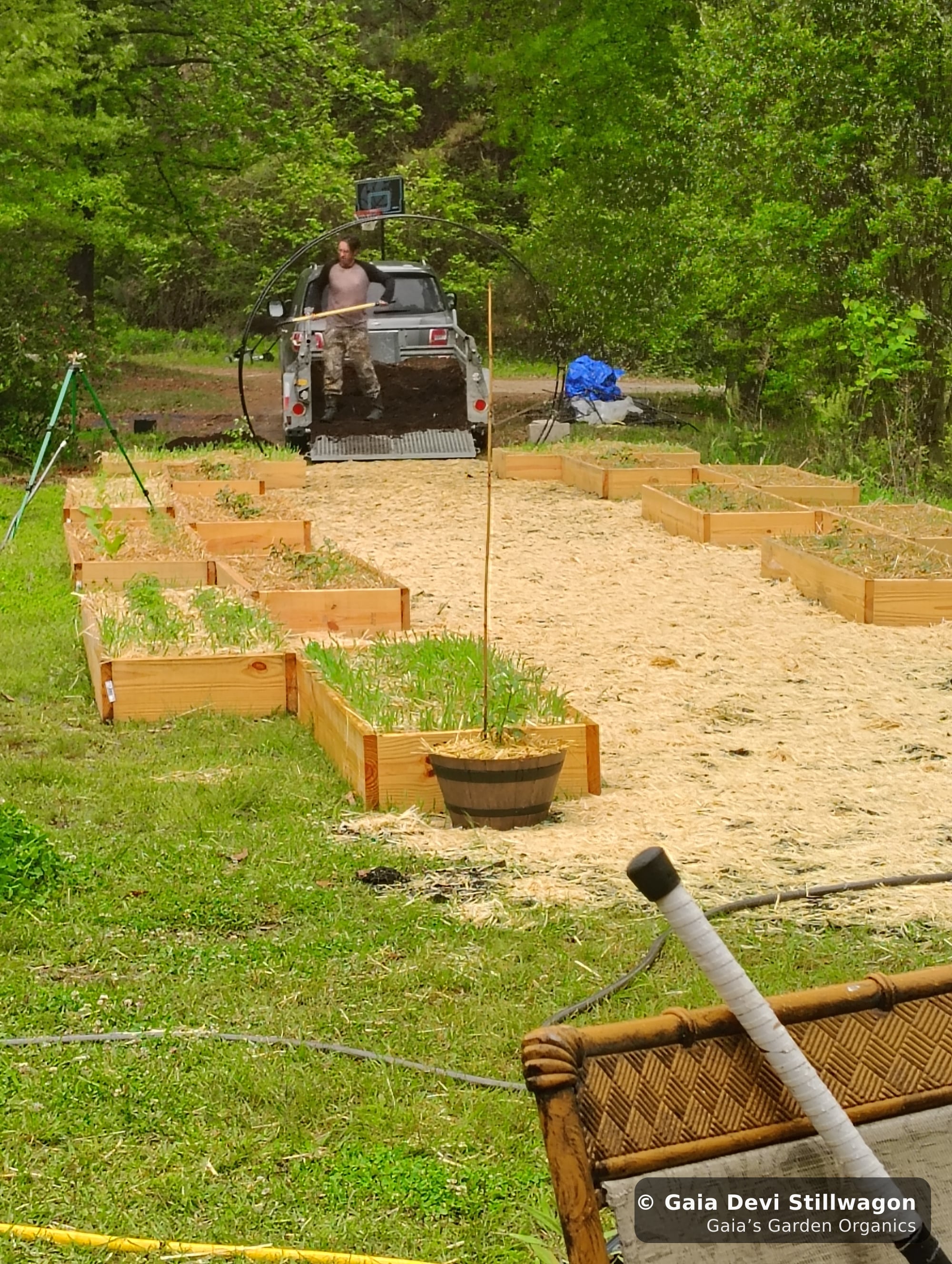 The medicinal herb garden at Gaia's Garden Organics, Umpire, Arkansas · Gaia Devi, clinical herbalist